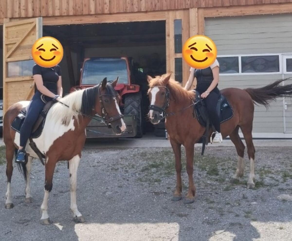 Irische Scheckstute 2