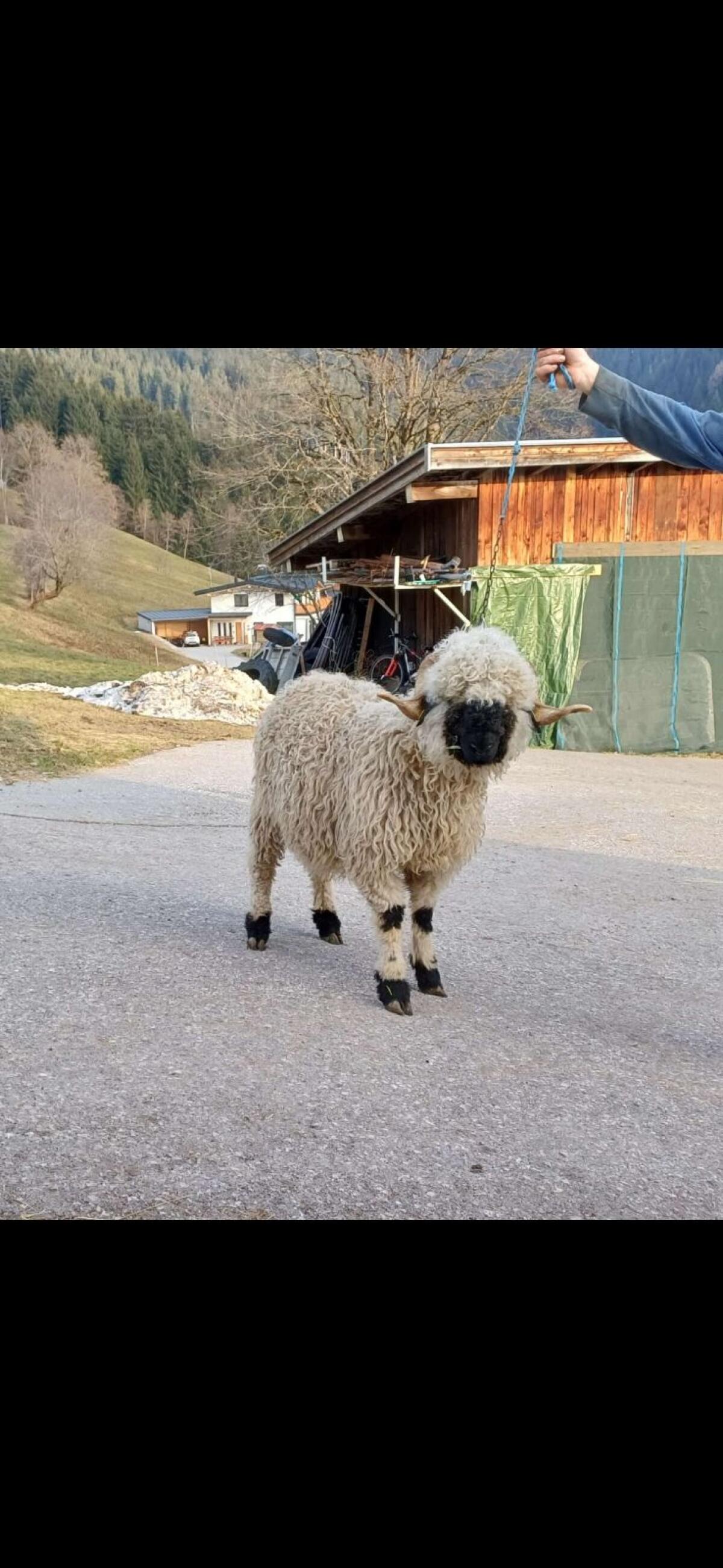 Walliser Schwarznasenwidder 2