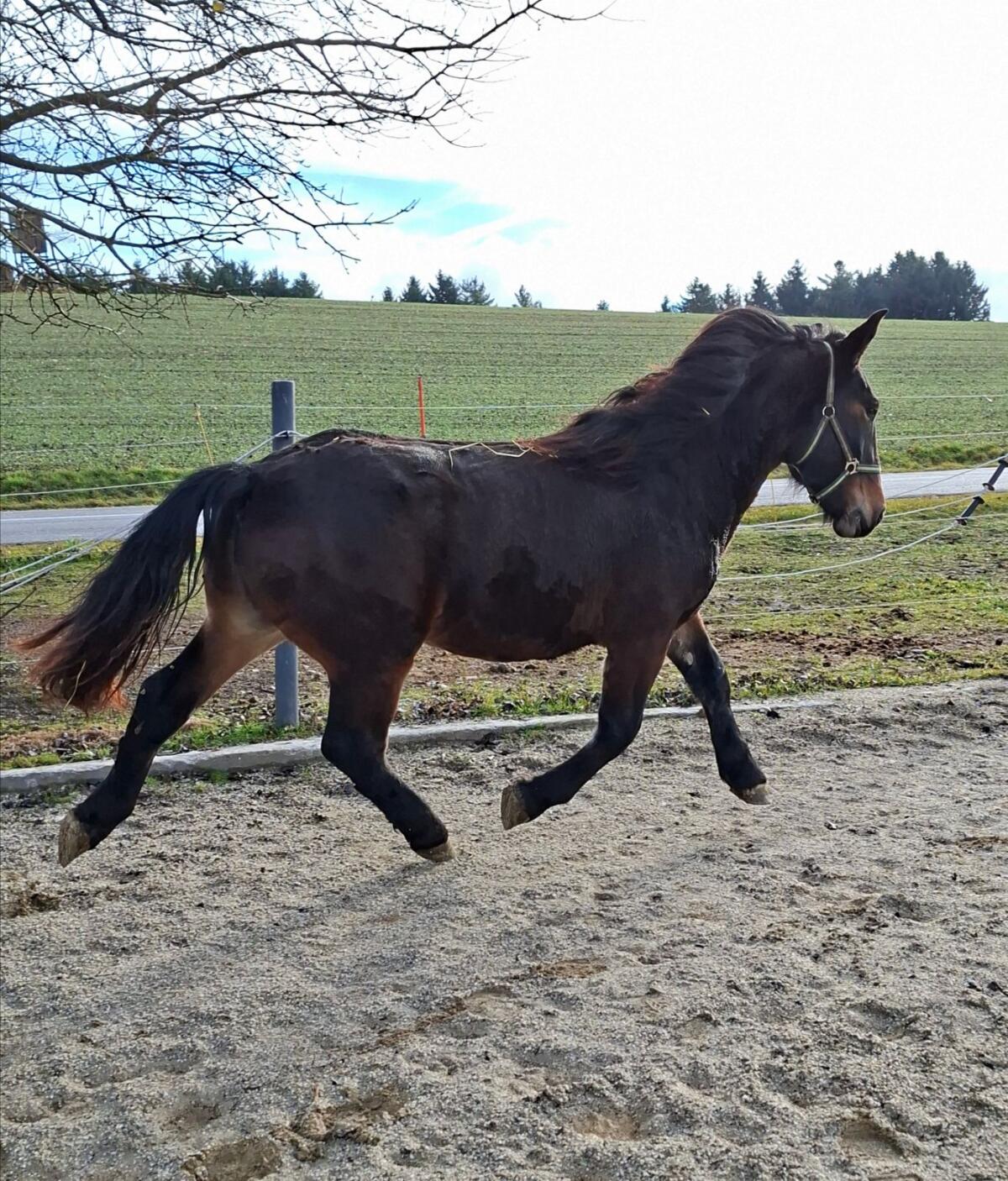 2-jährige Norikerstute 2