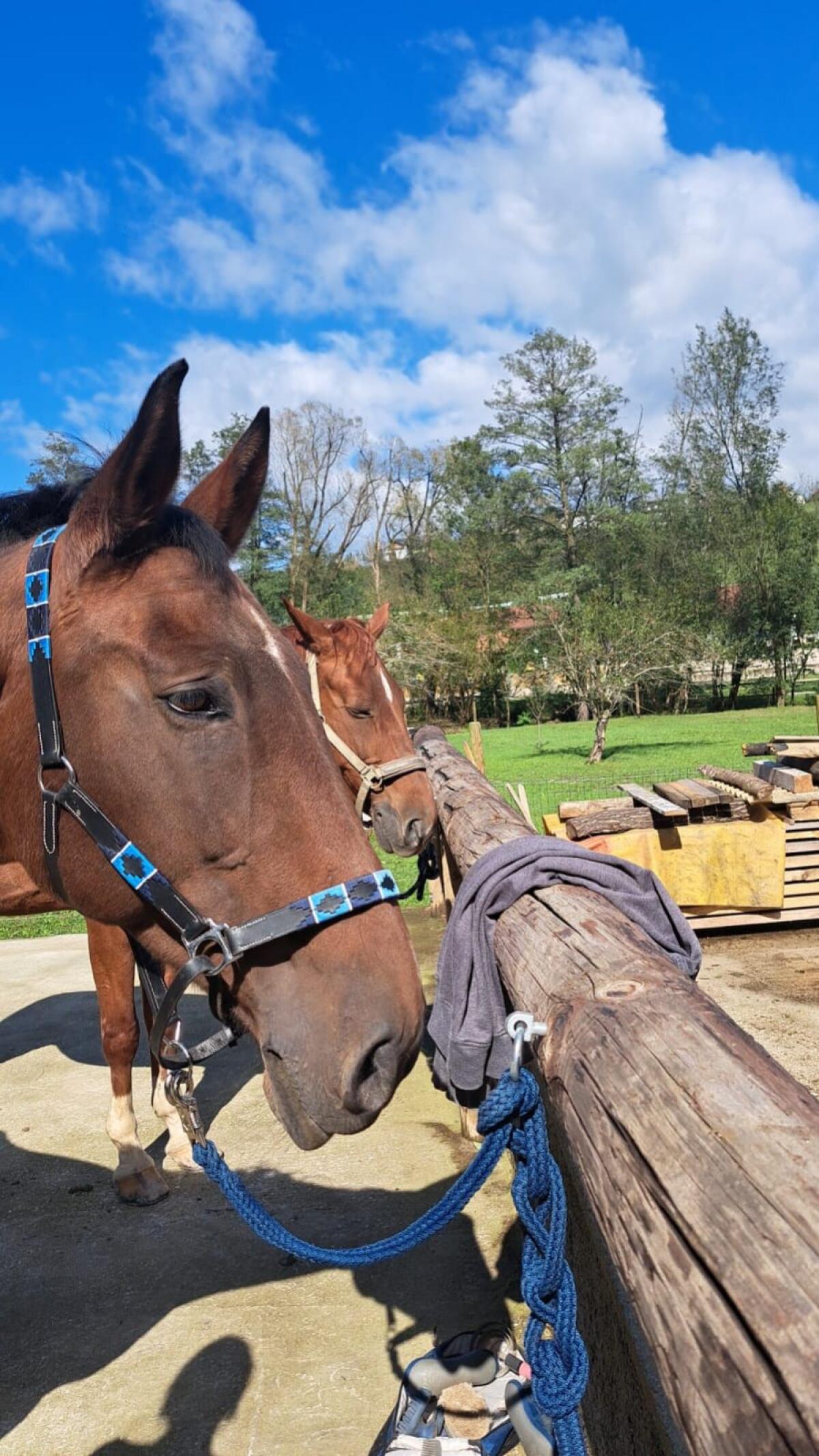 Reitbeteiligungen gesucht 3