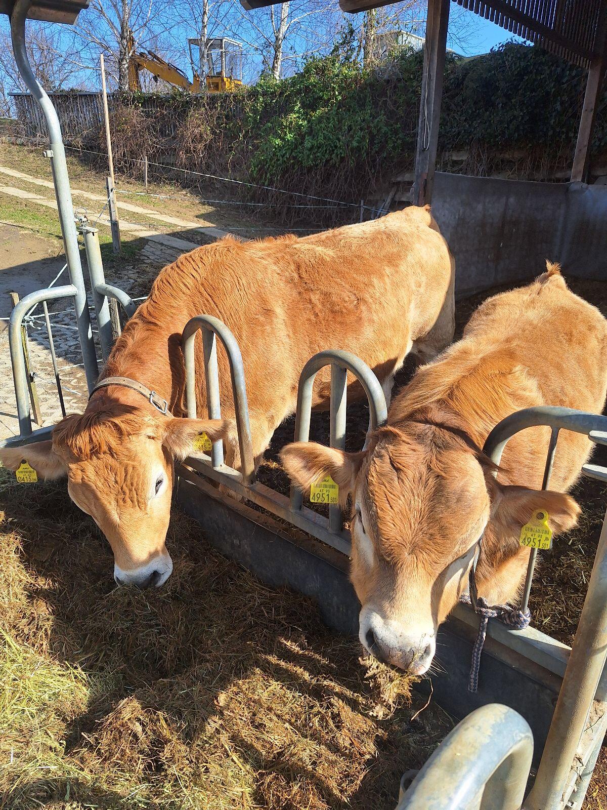 Murbodner Stier 2