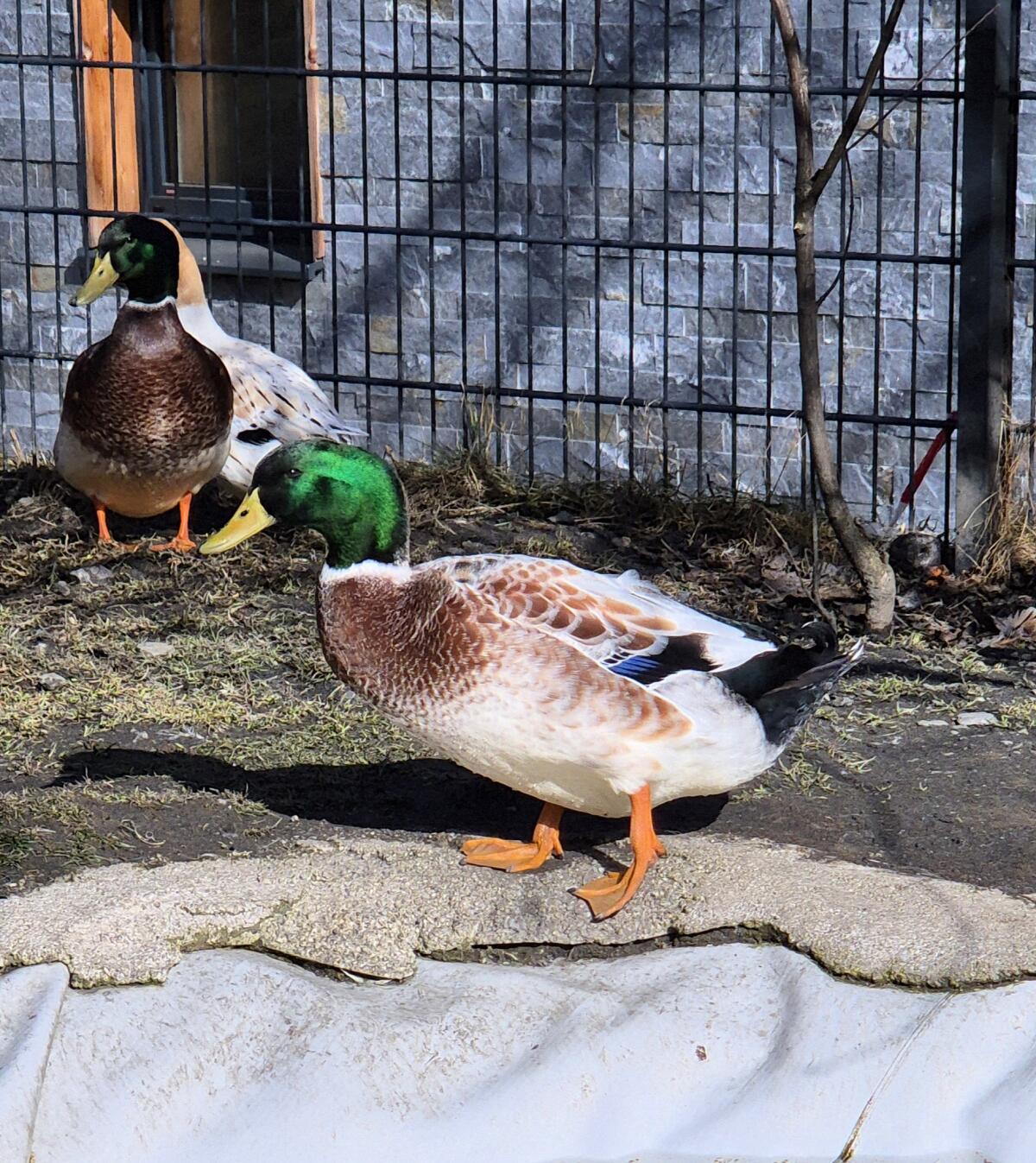 Streicherenten Erpel 2