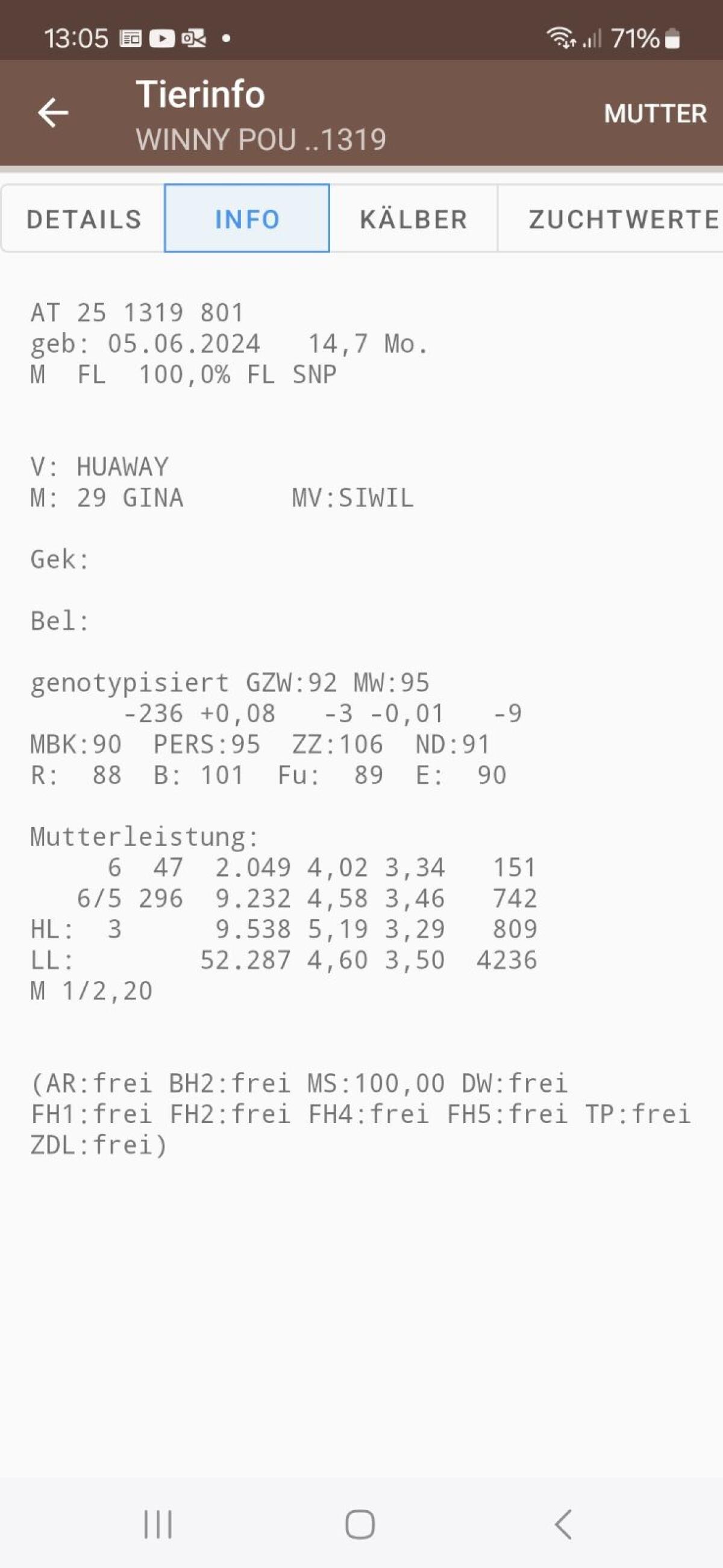 Fleckviehstier Zuchtstier 2