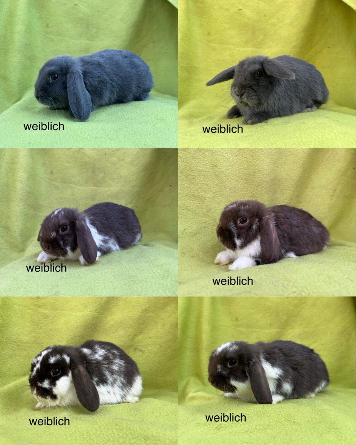 Miniloops von der Birkenallee 2