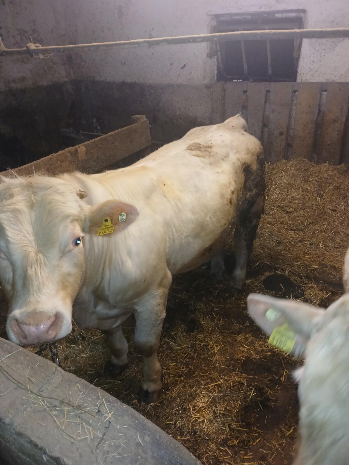 Bio Charolais-Stier 2
