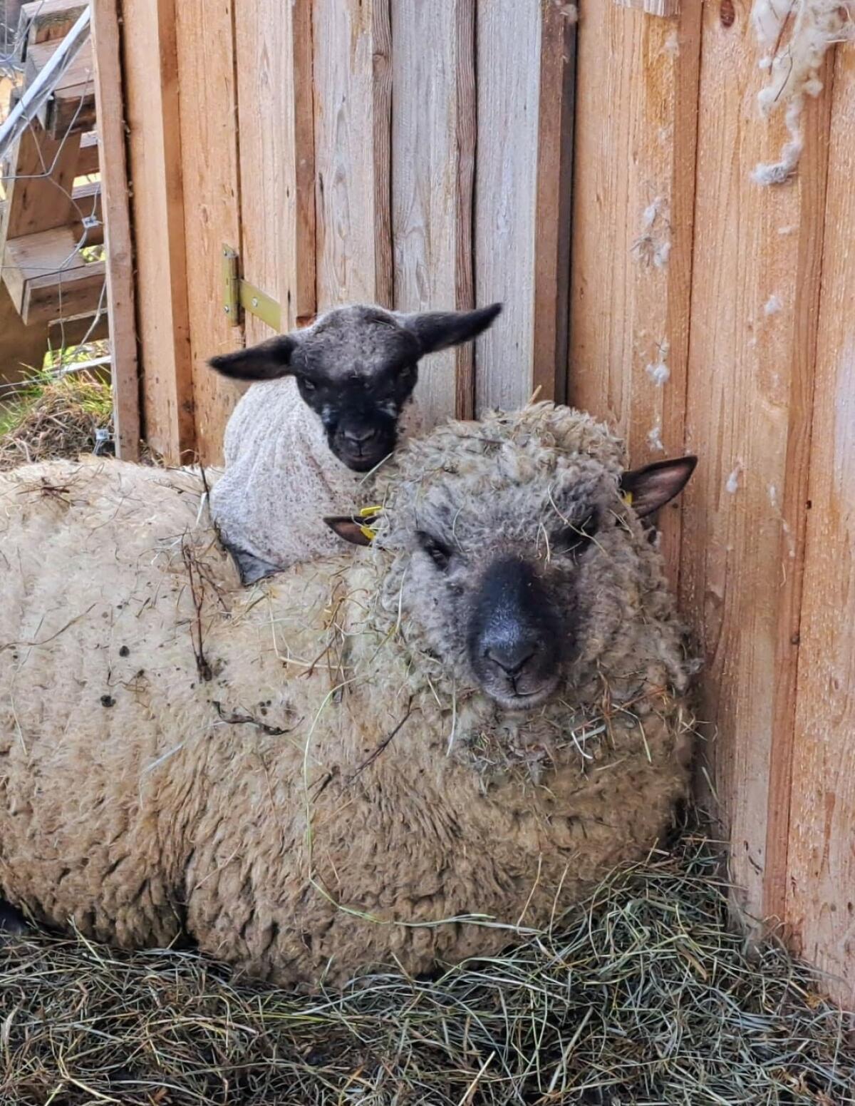 Shropshire Widder reinrassig 3