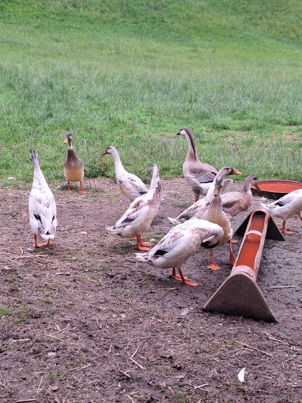 Gänse und Laufenten 2