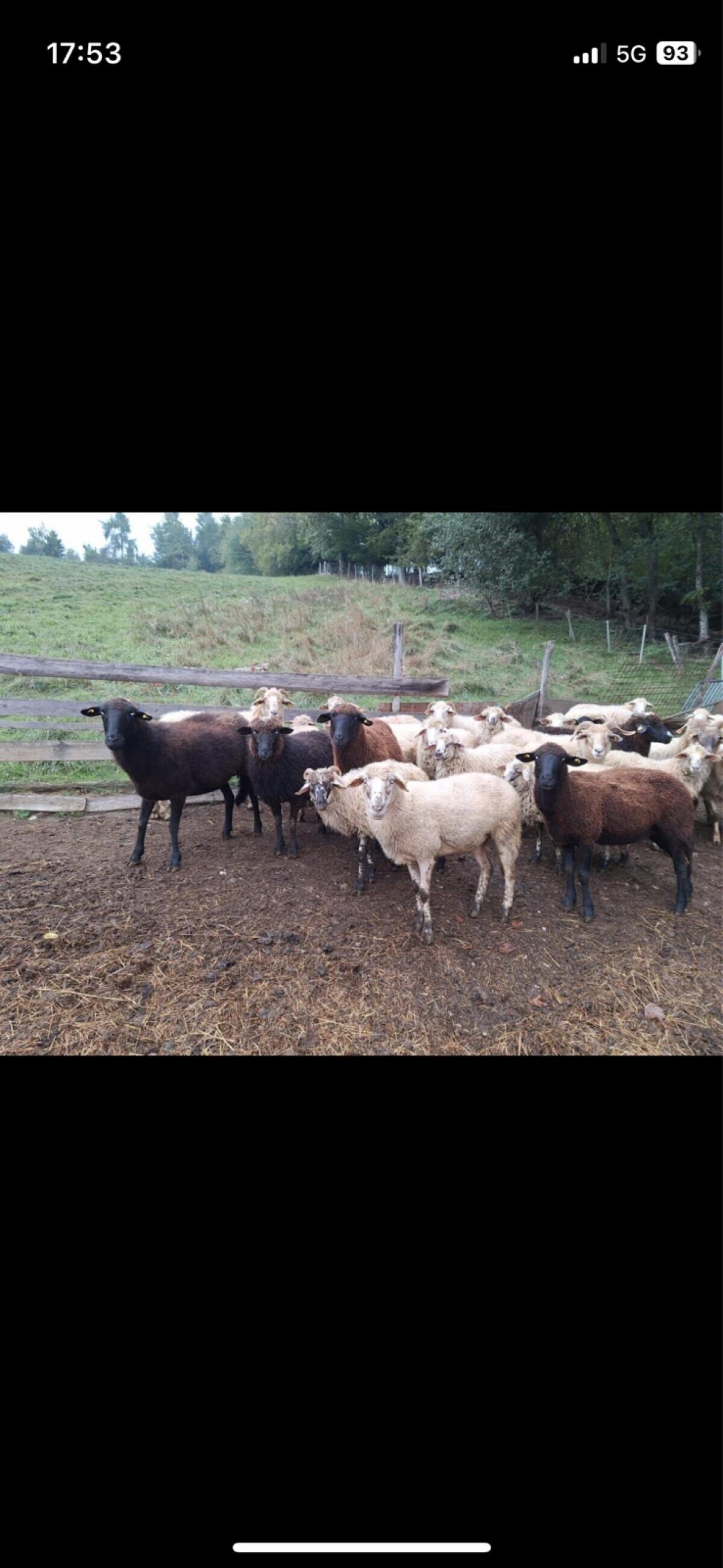 Schafe zu verkaufen 2