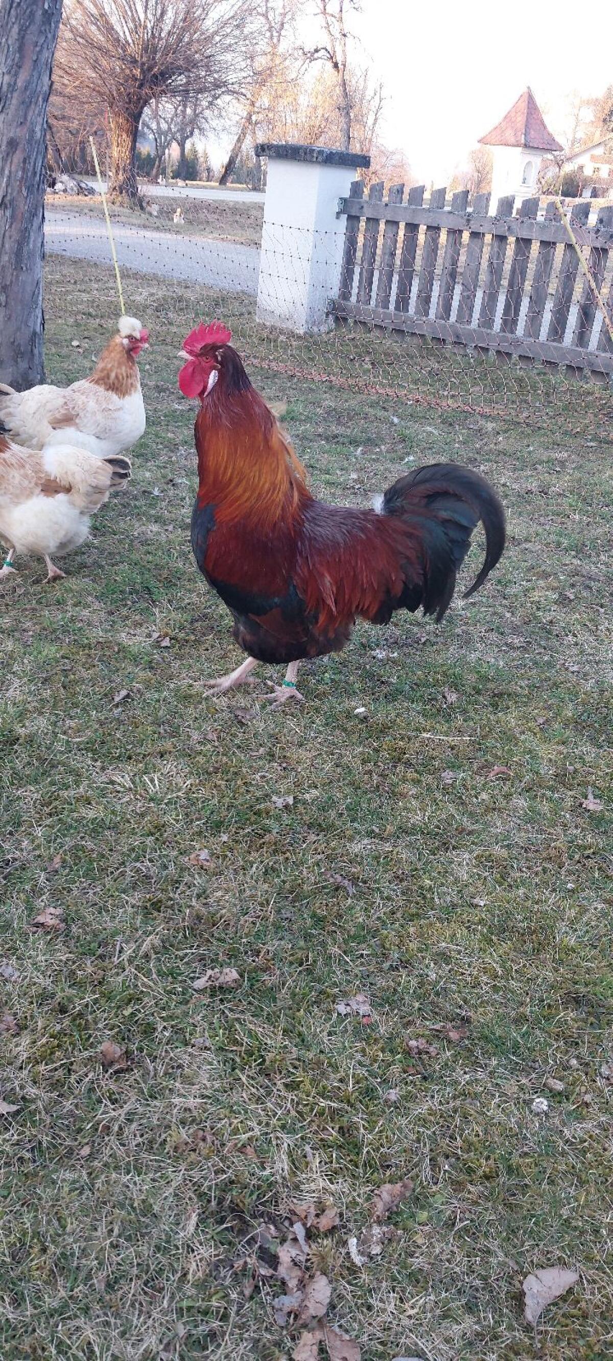 Sulmtaler Hahn von 2025 2