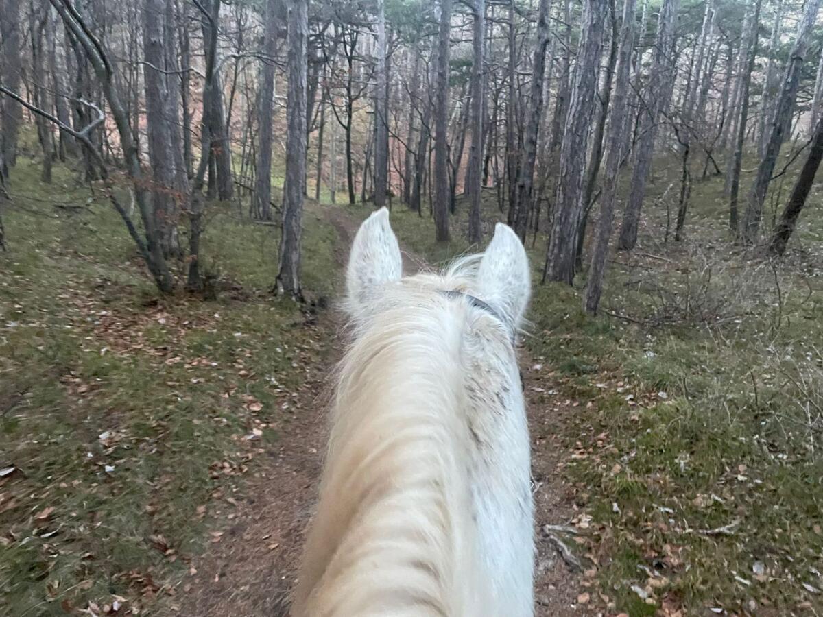 Zuchtstute bzw. Freizeitpferd 2