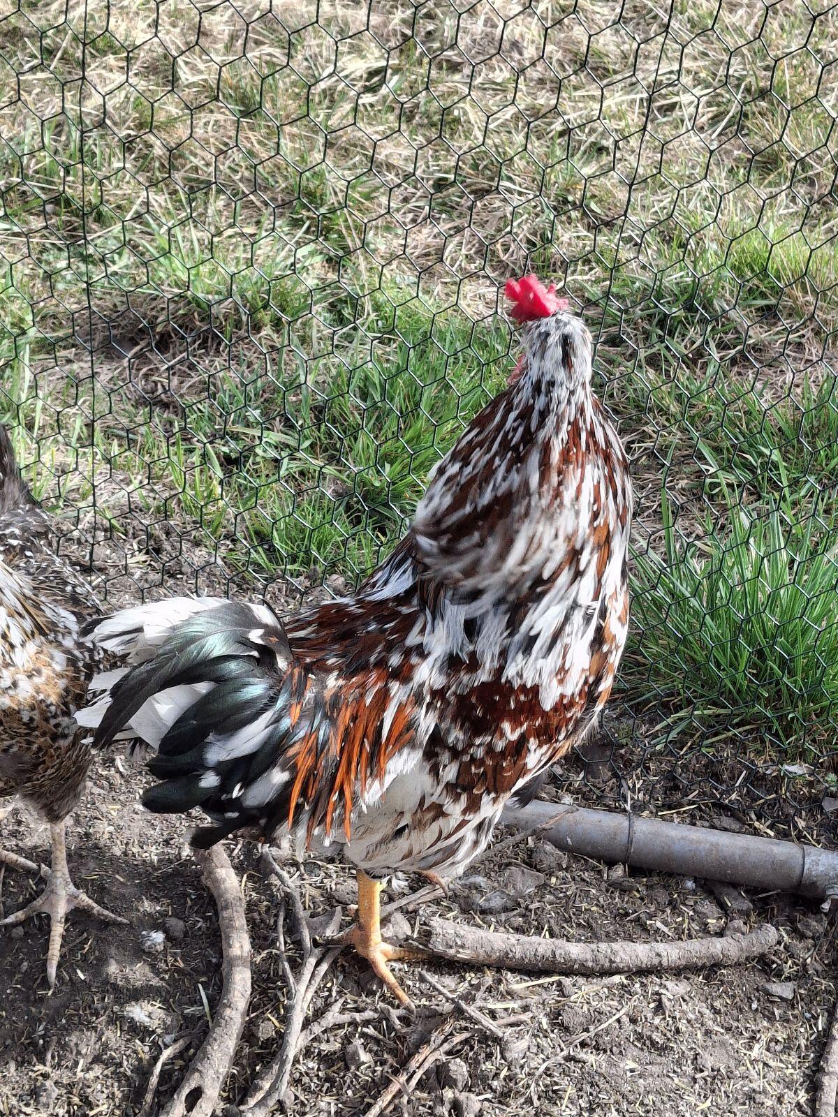 Schwedischer Blumenhahn 2