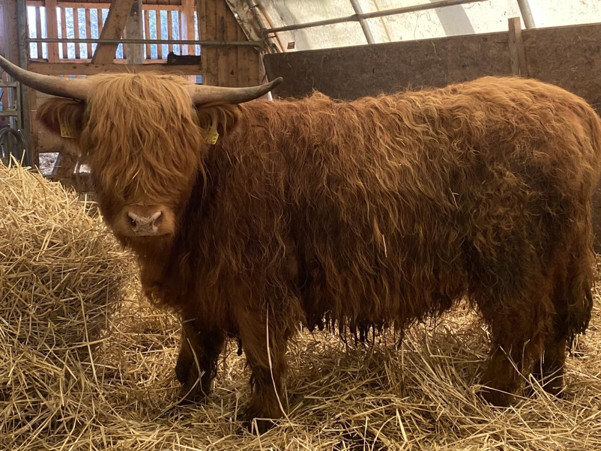 Hochlandrinder Kalbin Bio 2