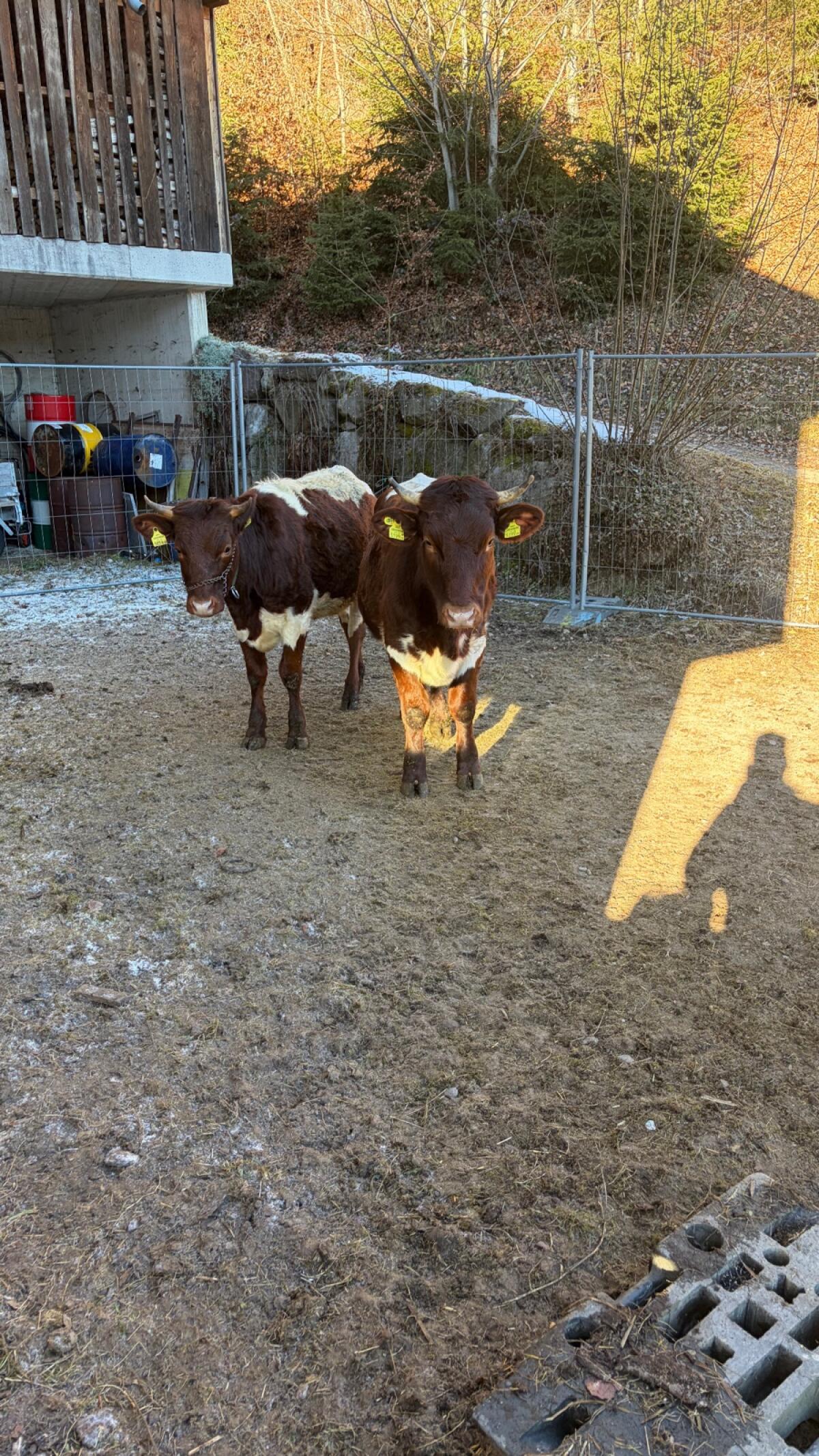 Pinzgauer Kalbinnen 2