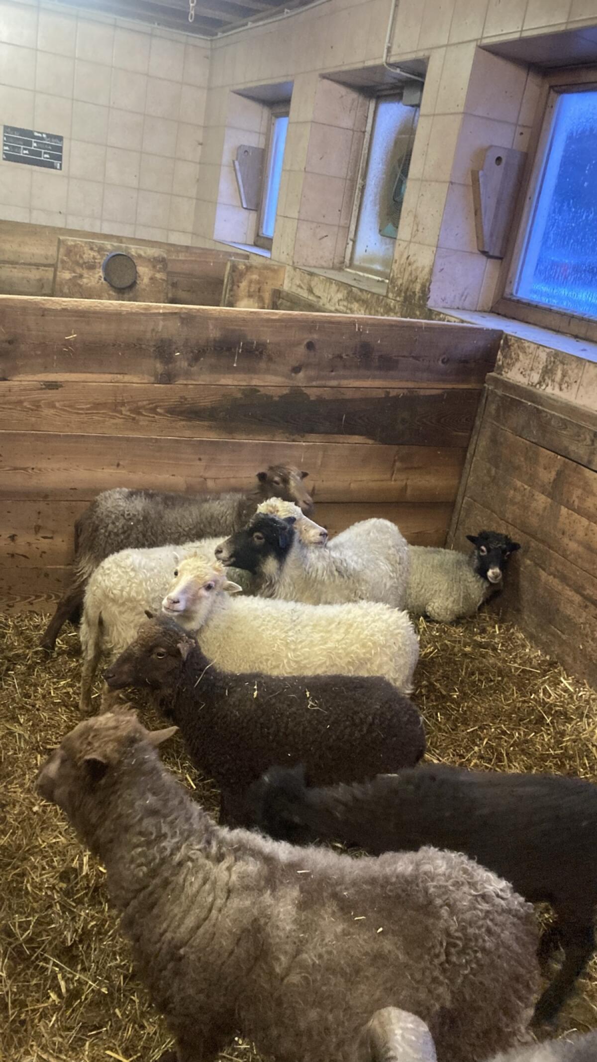 Quessant Zwergschafe 3