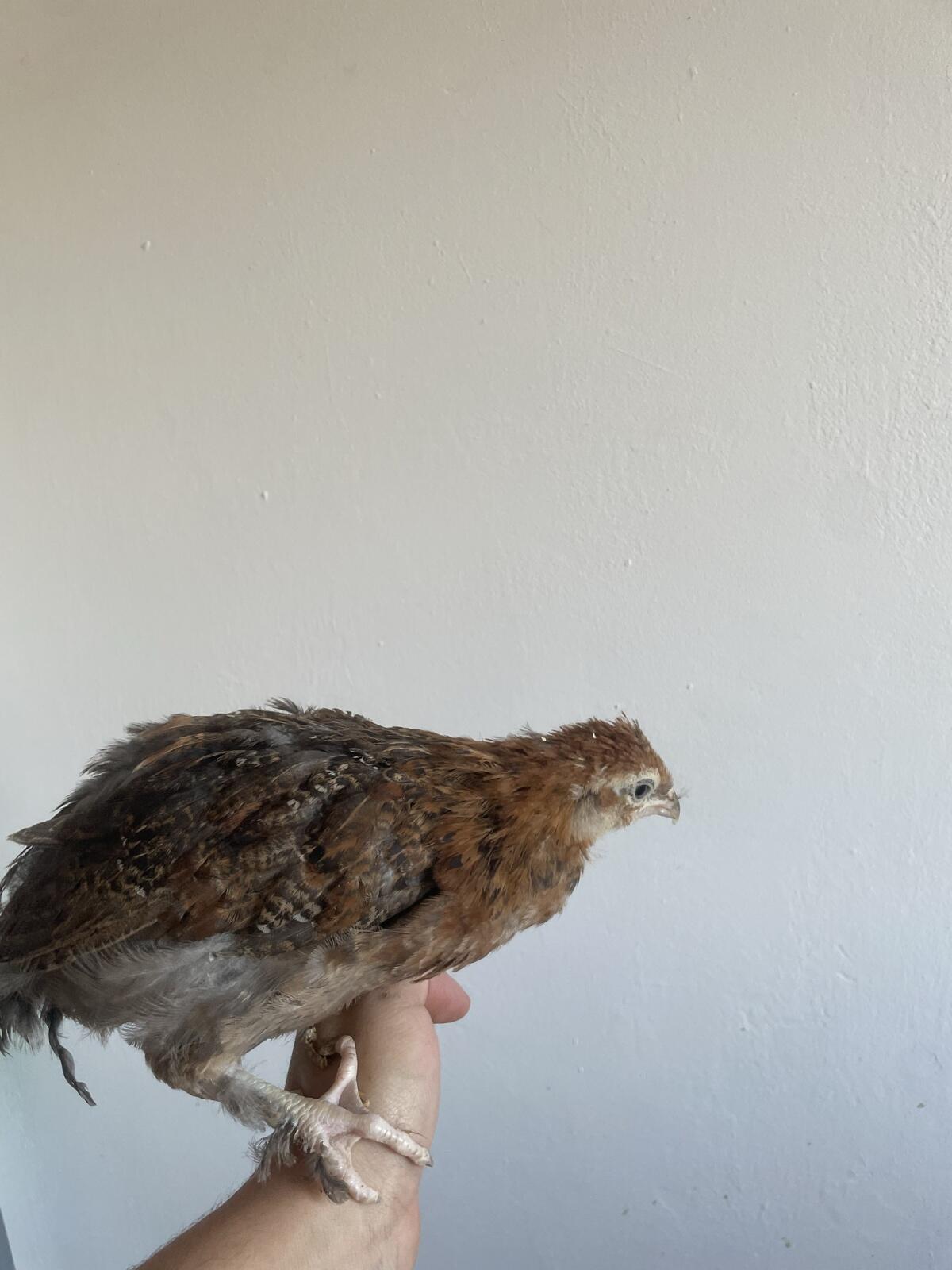 Bruteier Olivleger Grünleger Bunte Eier 3