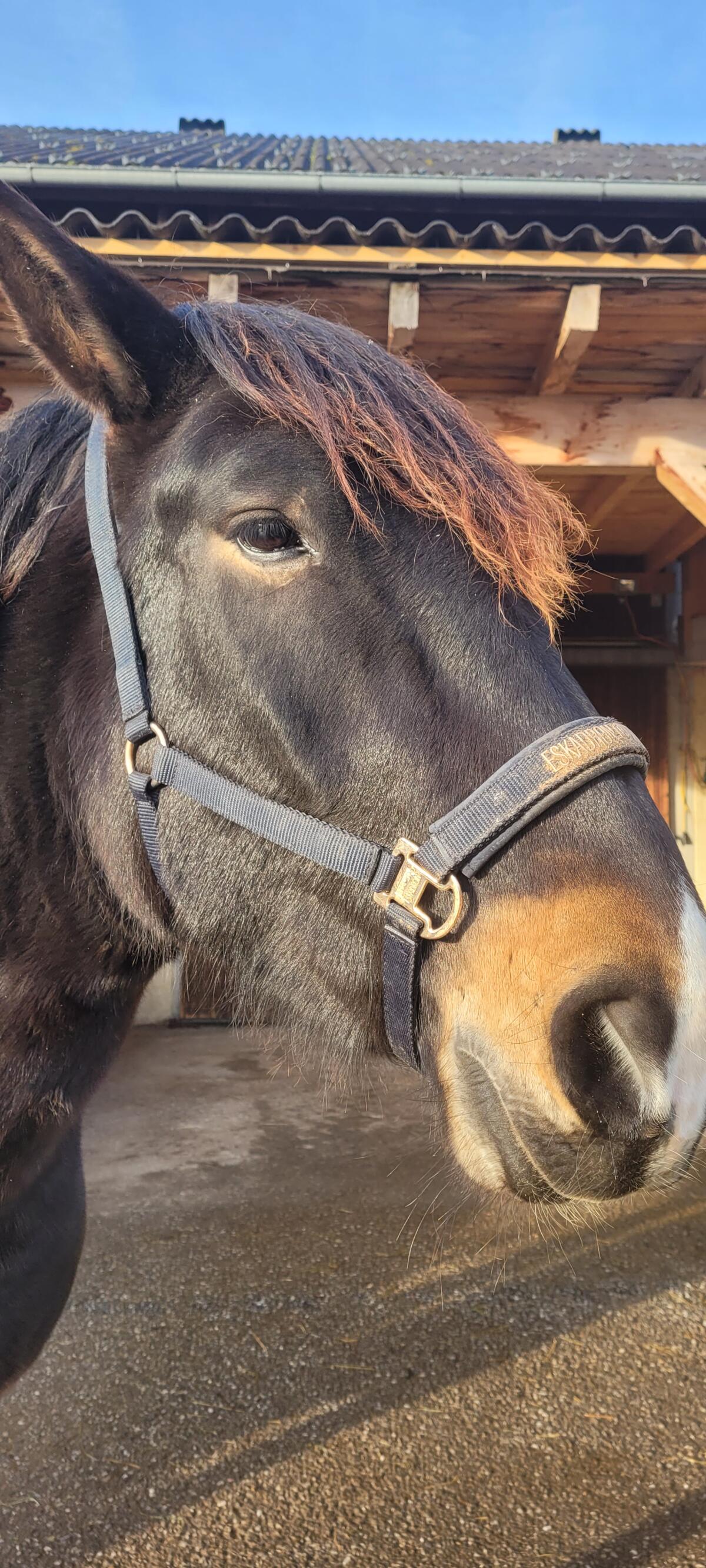 Granit Vulkan, 5-jähriger Noriker Wallach 2