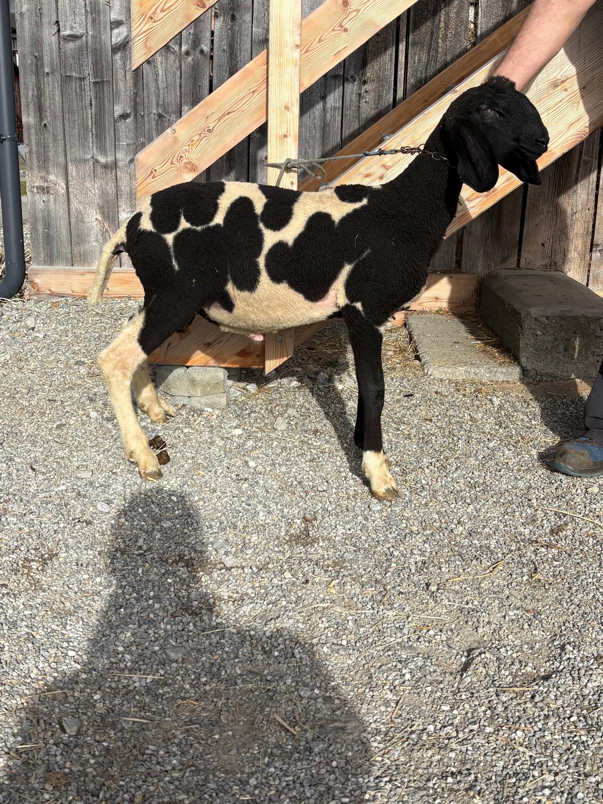 Tiroler Tscheggenschaf 3