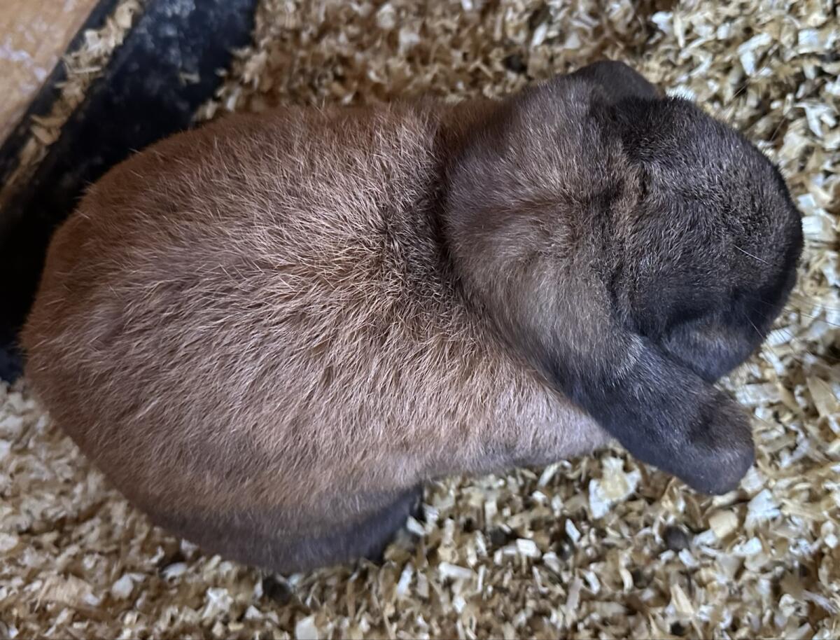 Zwergwidder Rammler 3