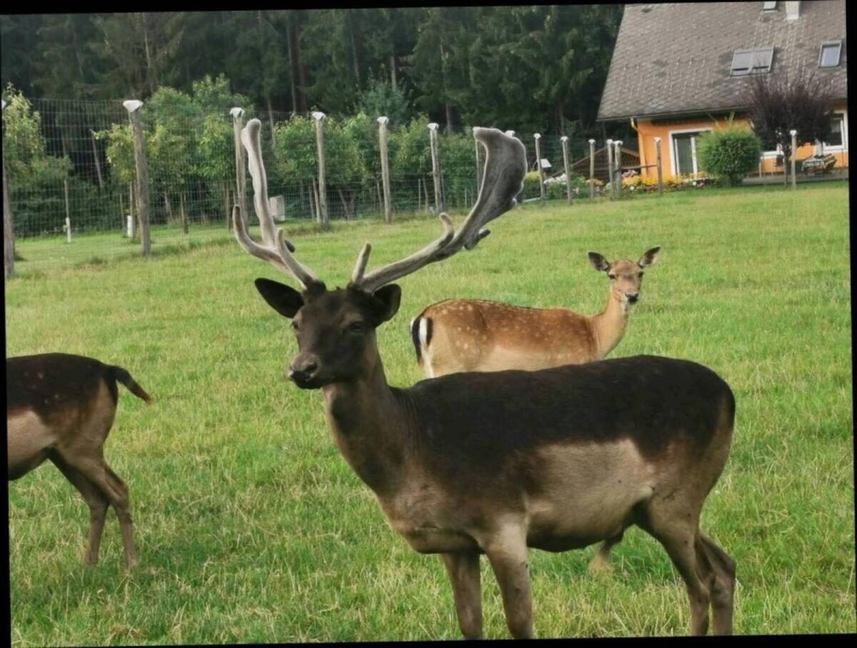 Damhirsch 2