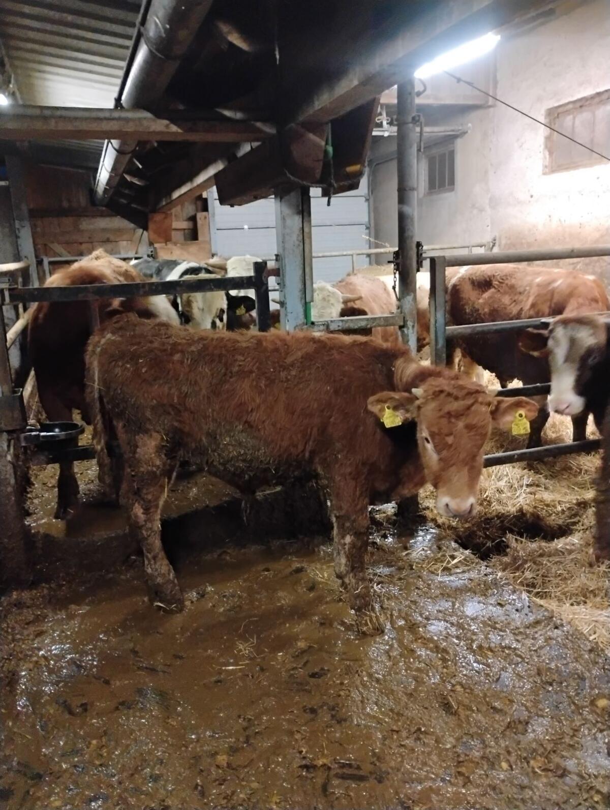 Murbodner Einsteller 3