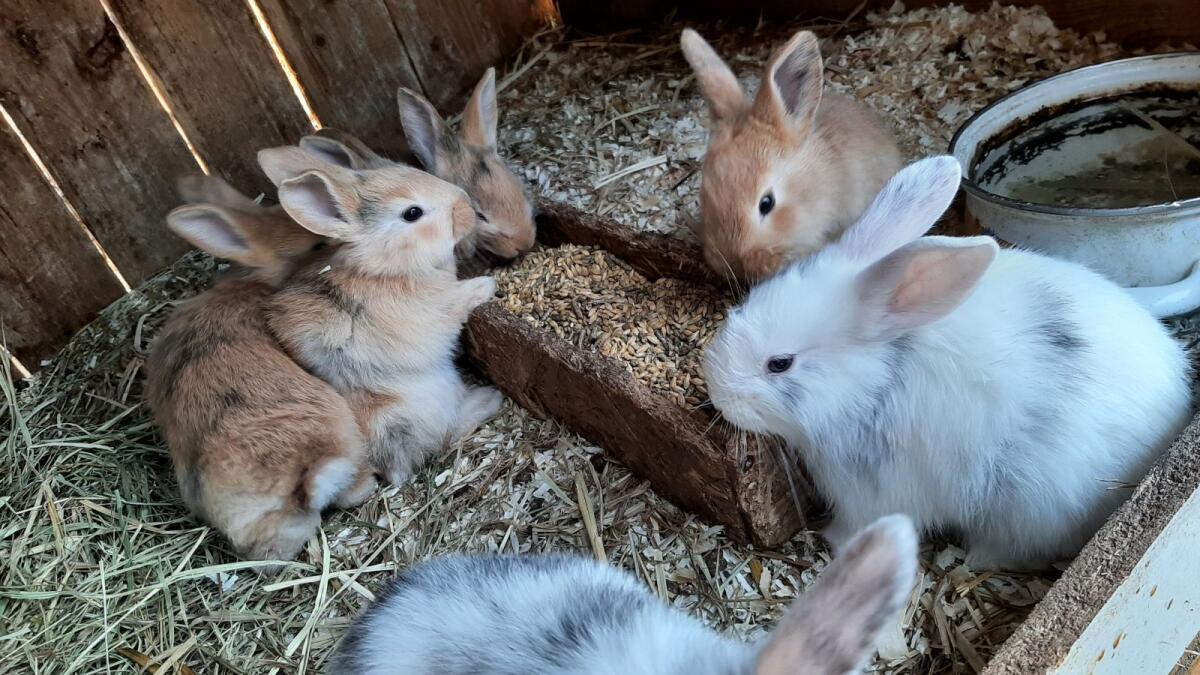 Deutsch Großsilber Mix Kaninchen 3