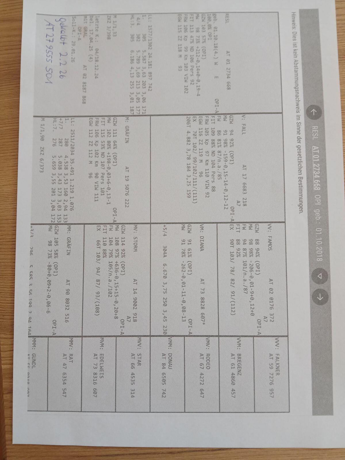 Original Pinzgauer Kuhkalb 3