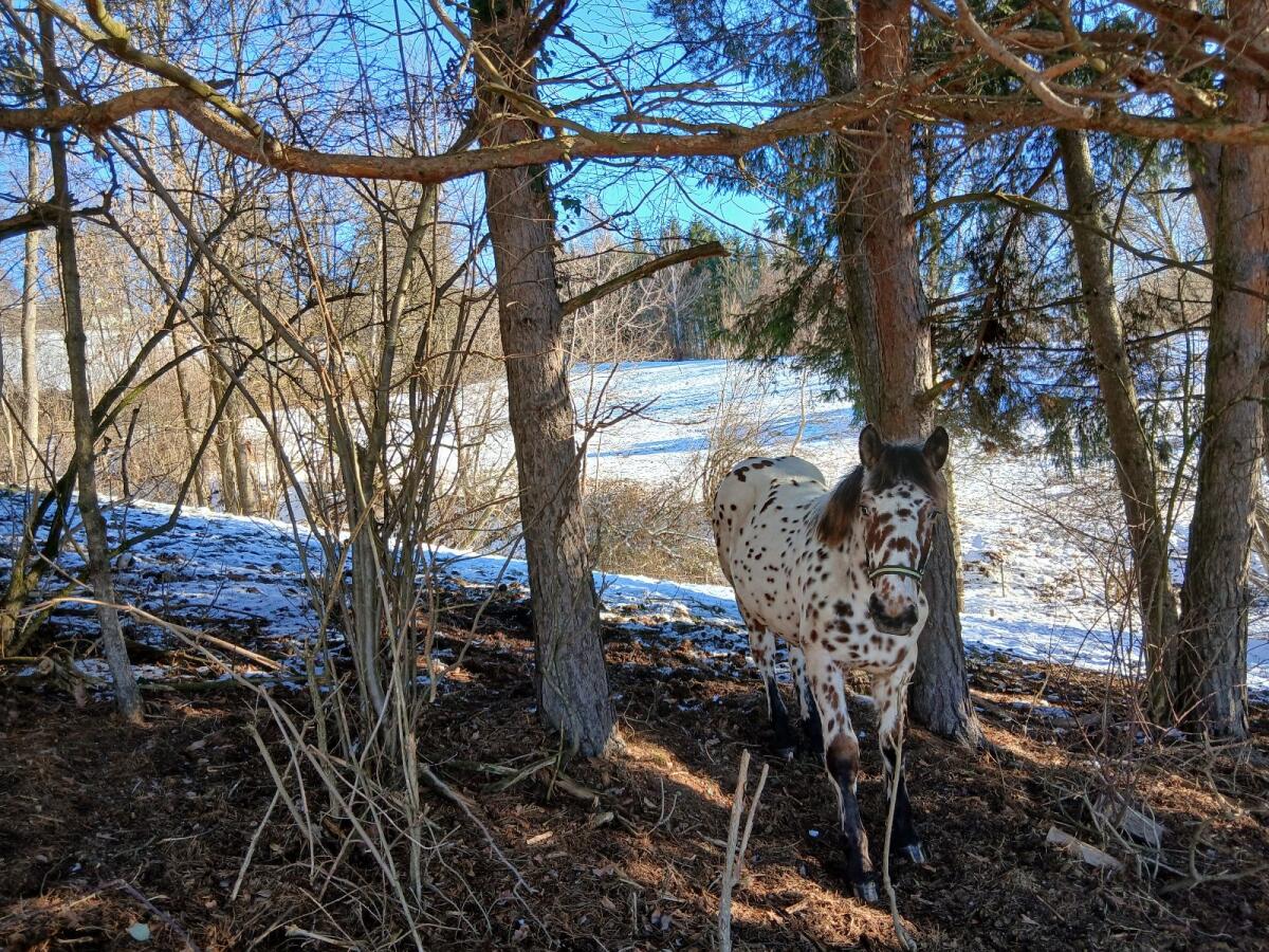 Tiger Jährlingshengst 2