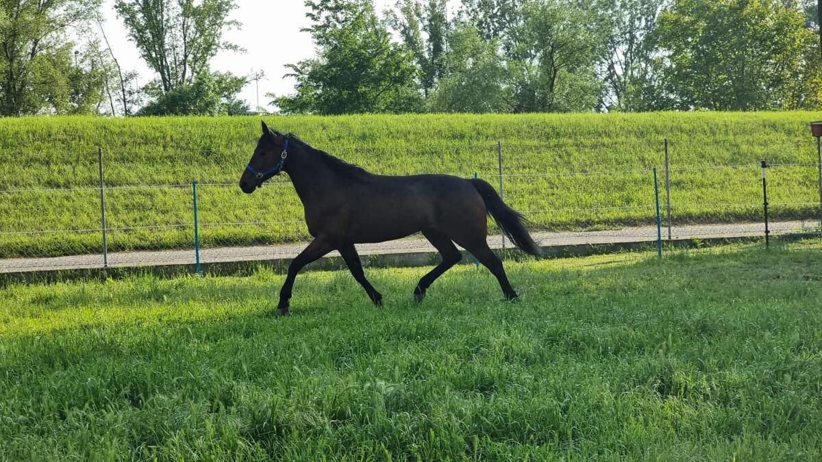 13-jähriger Traberwallach 3