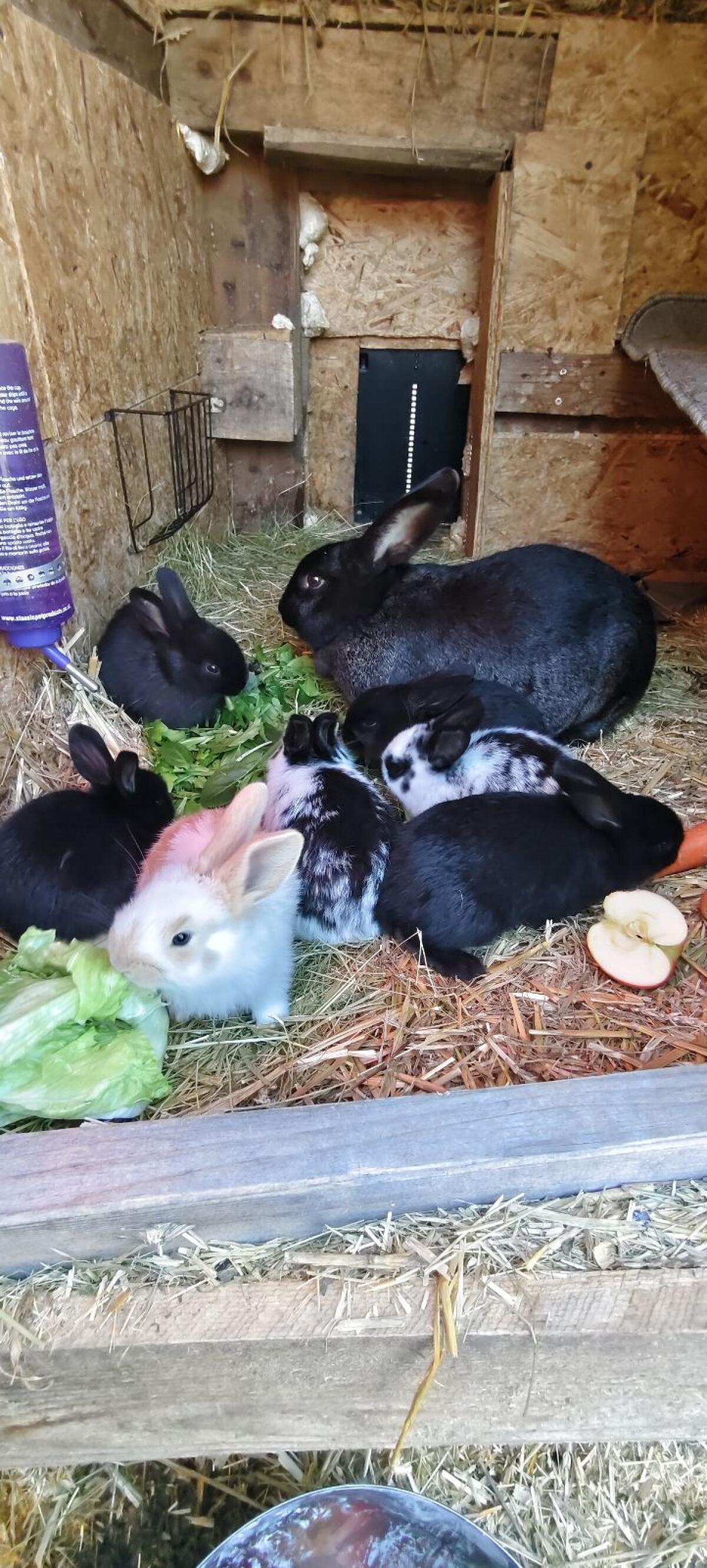 Hasen Babys zu verkaufen 2