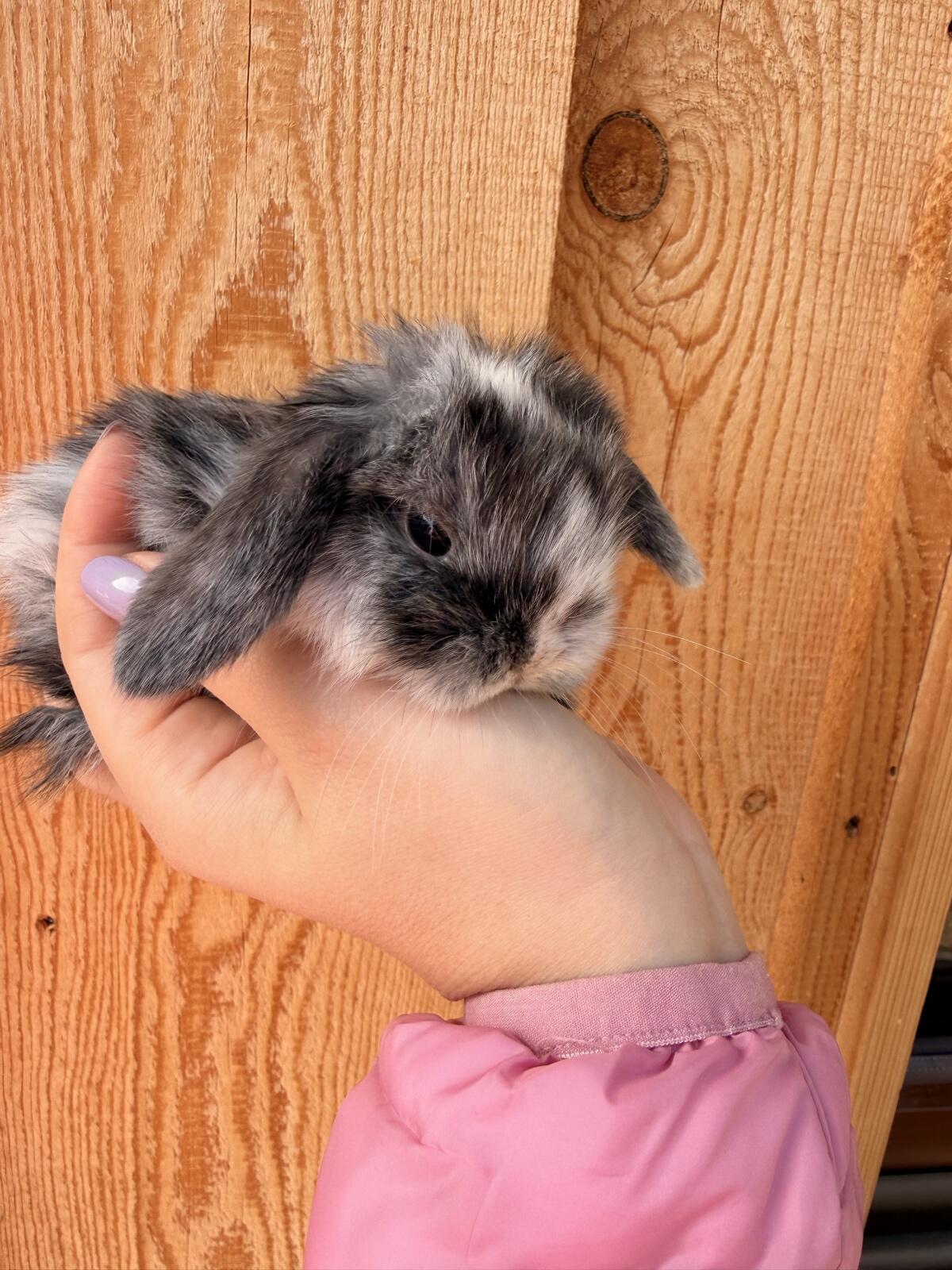 Junge Minilop Kaninchen 3