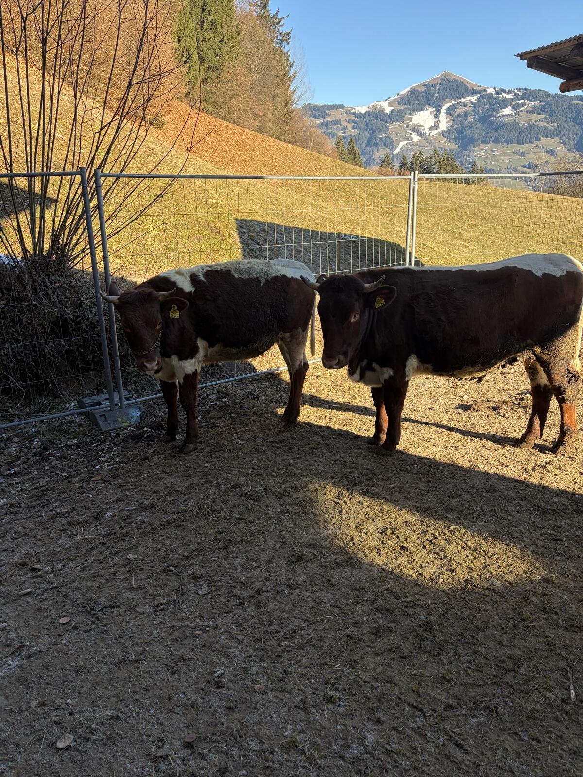 Pinzgauer Kalbinnen 3