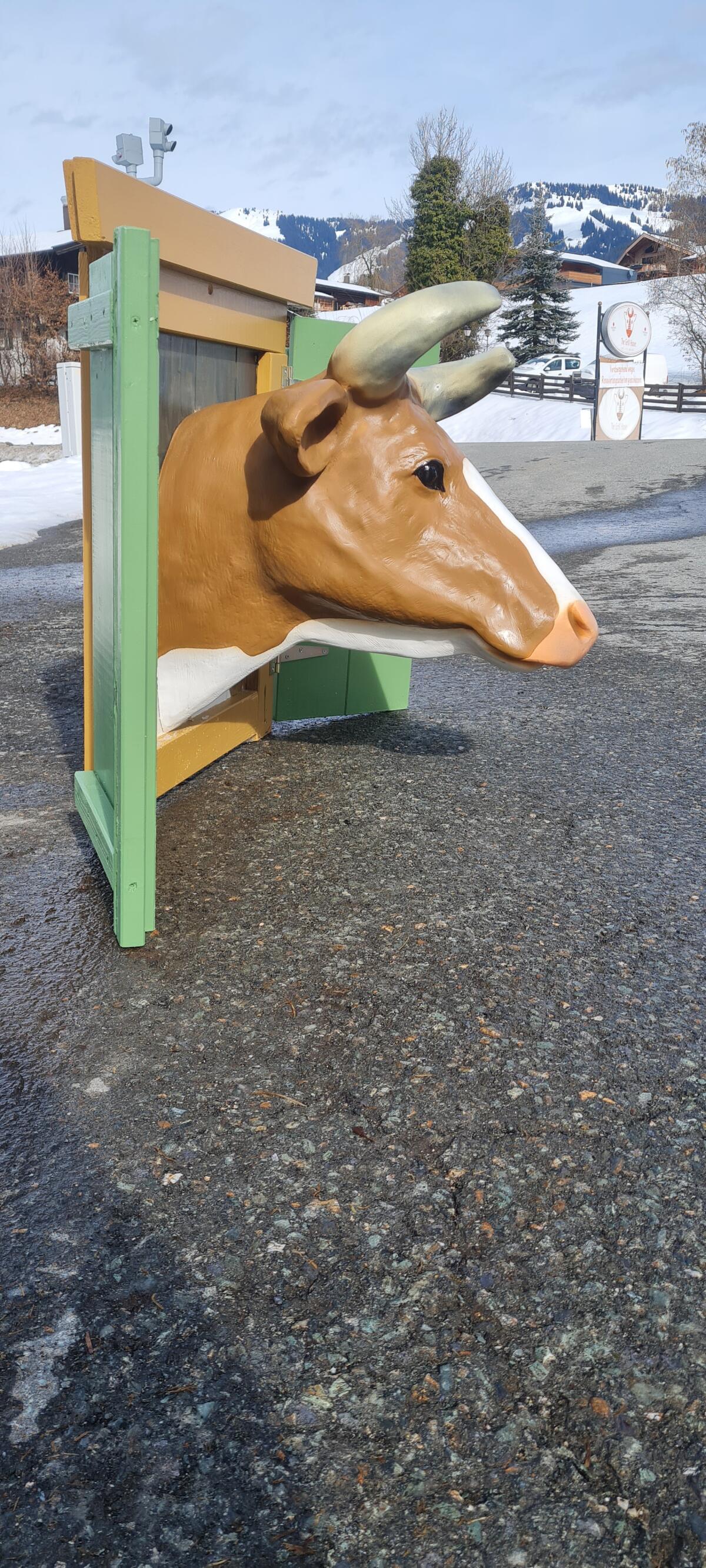 Kuhkopf lebensgroß 2