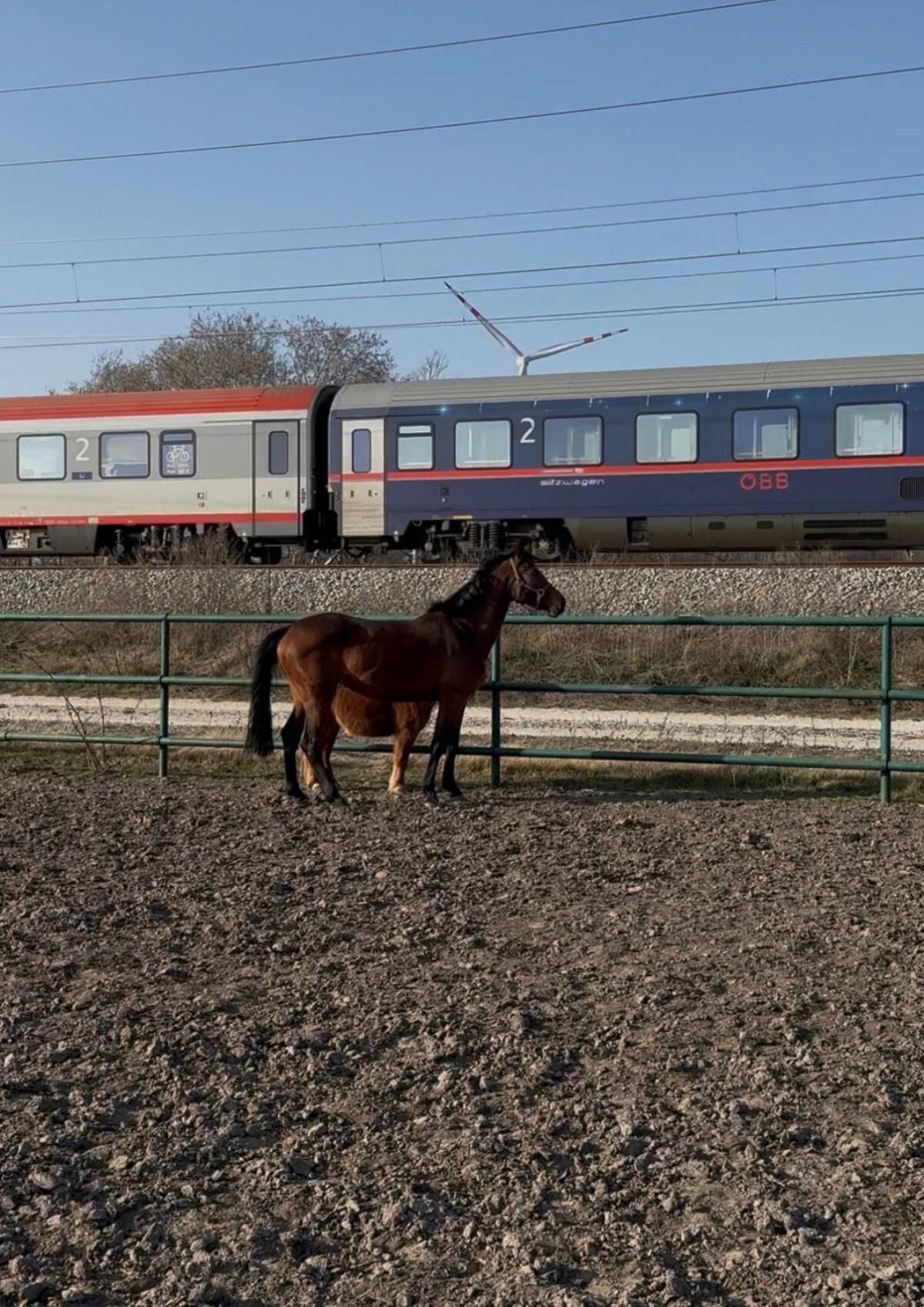 4-jährige Oldenburger Springpferd Stute 3