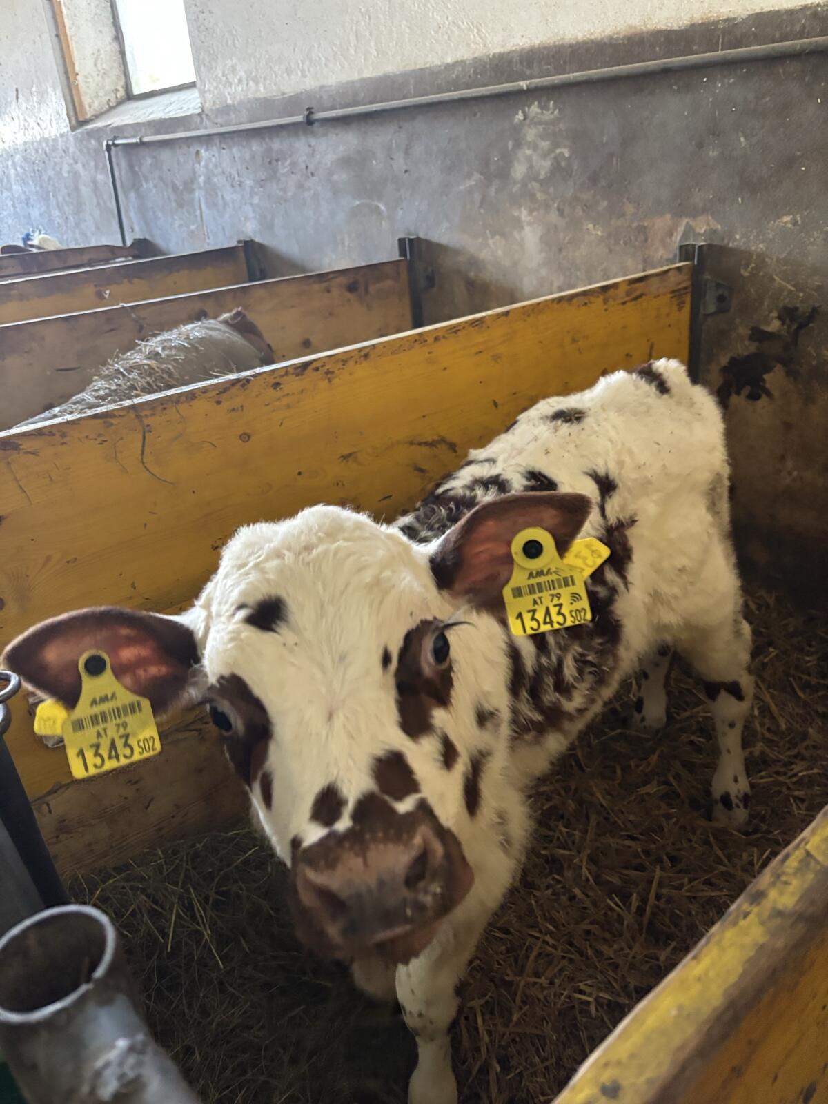 Normande Stierkalb 2