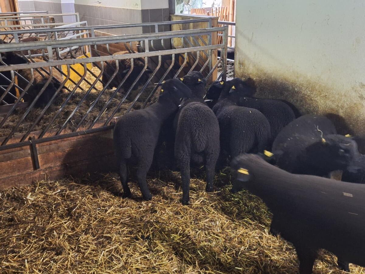 Widder Lämmer zu verkaufen 3