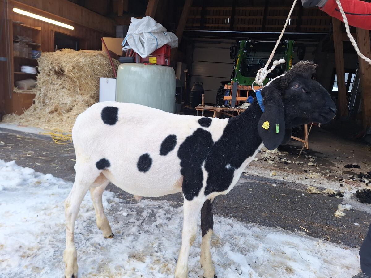 Verkaufe Jungwidder 2