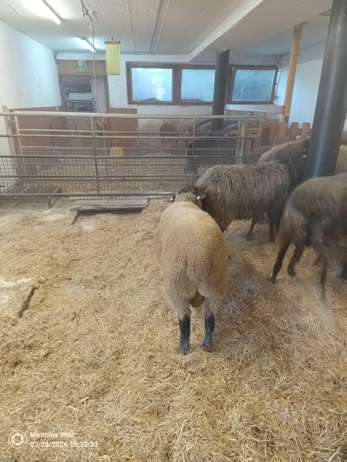 Suffolk Widder WK1 3