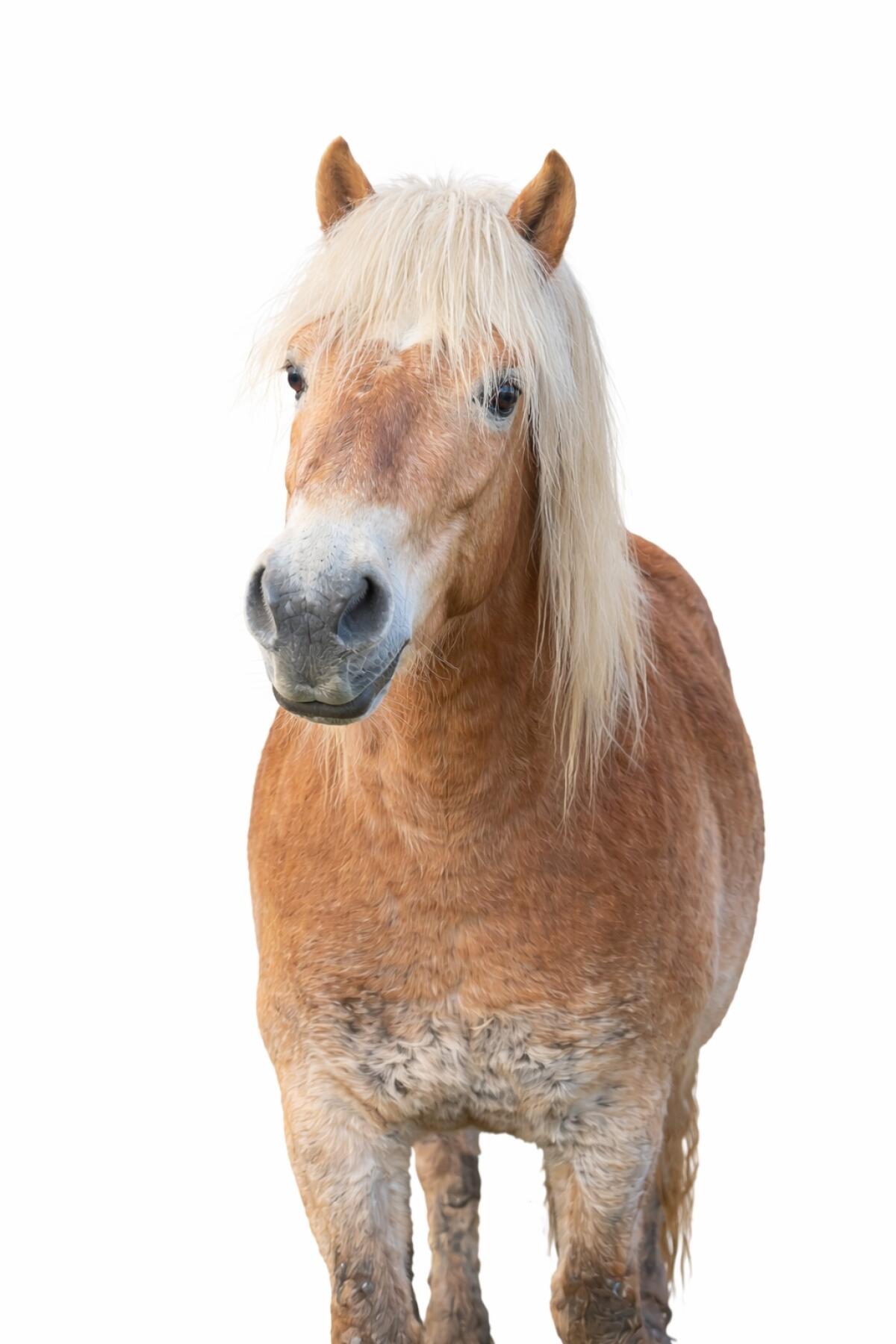 4-jähriger Haflinger 2