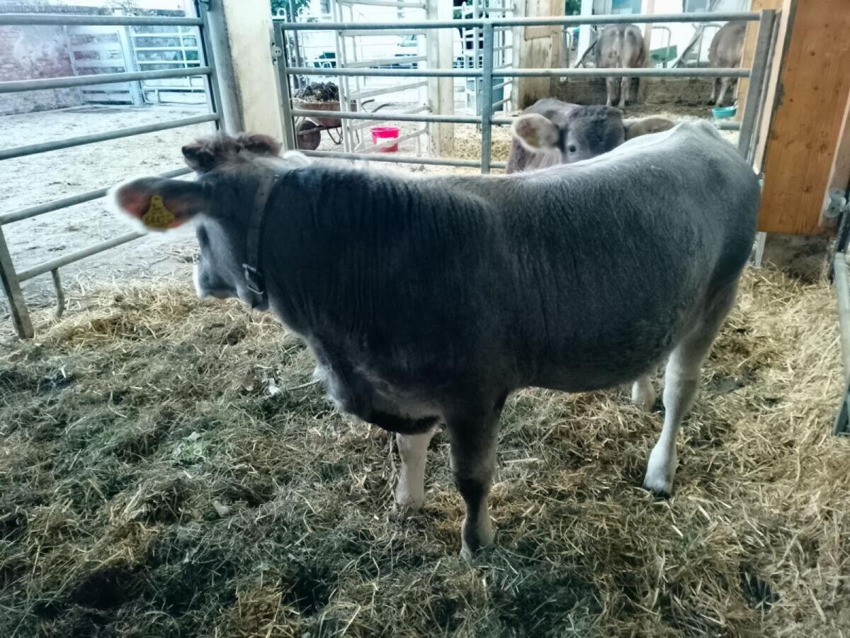 Schöne Tiroler Grauvieh-Kalbin 3