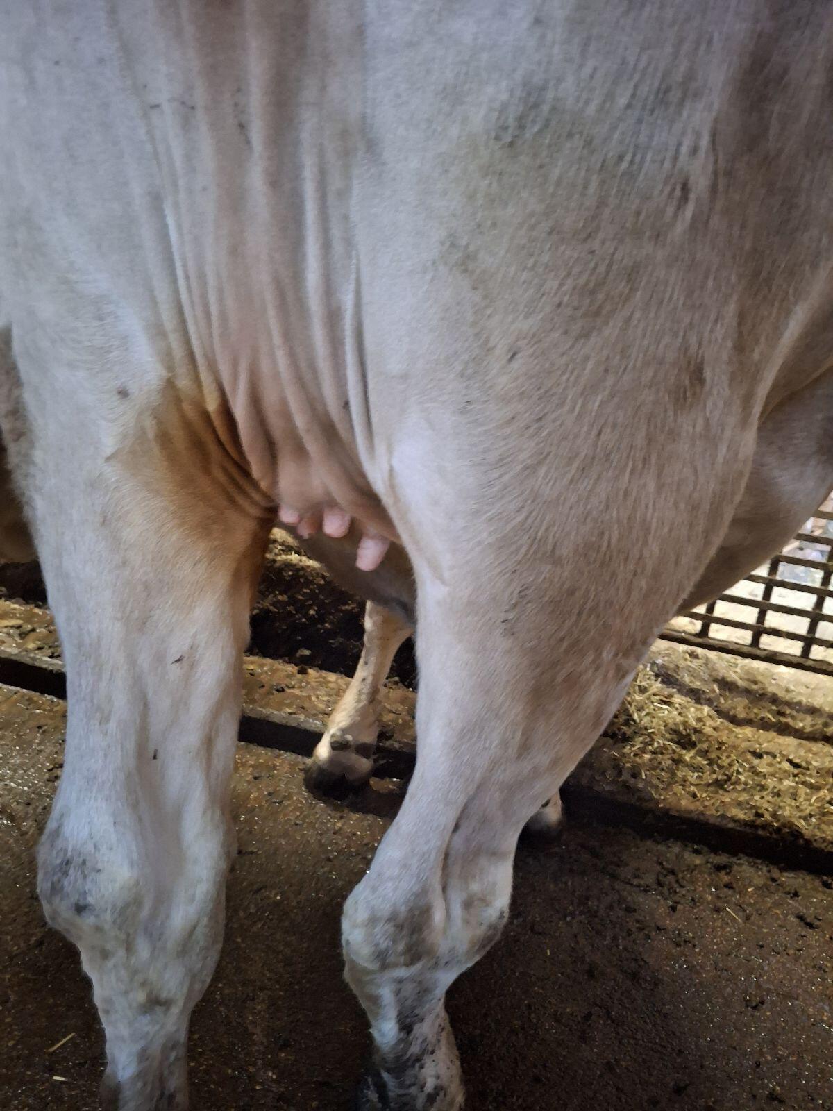 Brown Swiss Kalbin 3