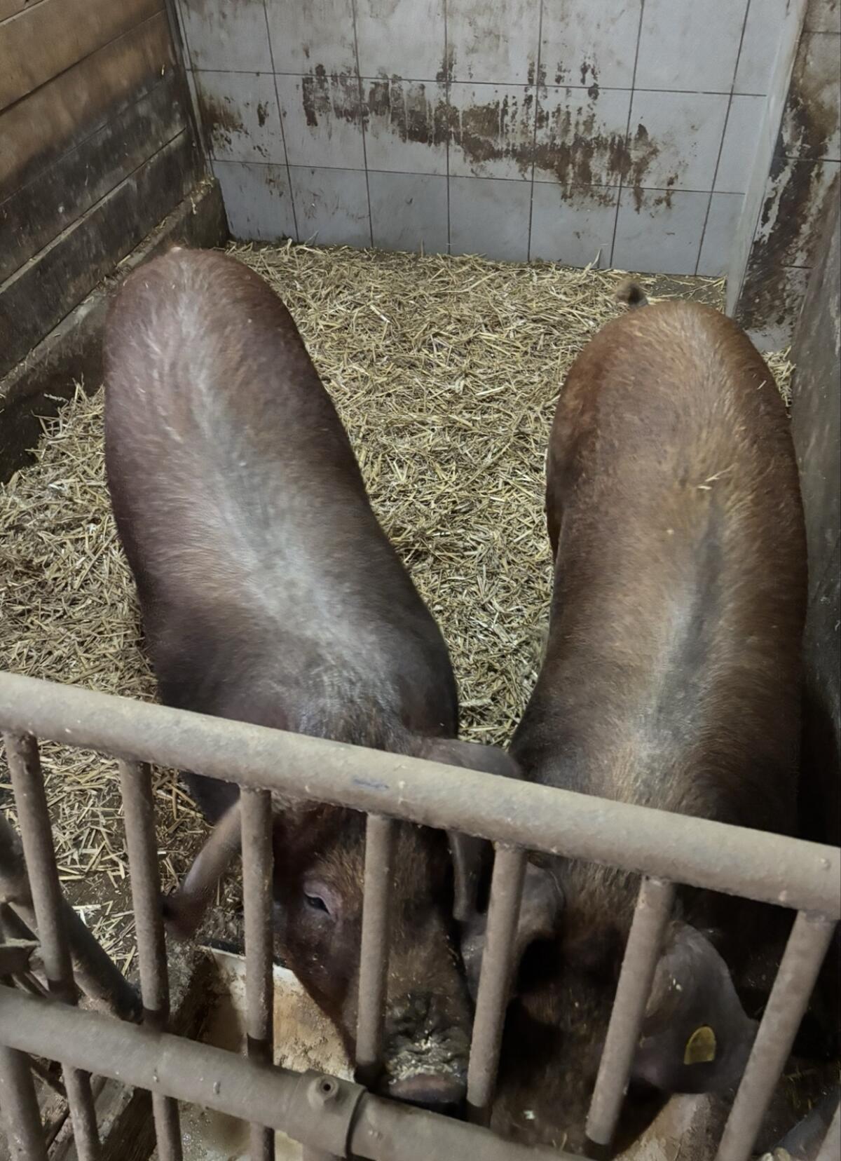 Duroc Schlachtschweine 2