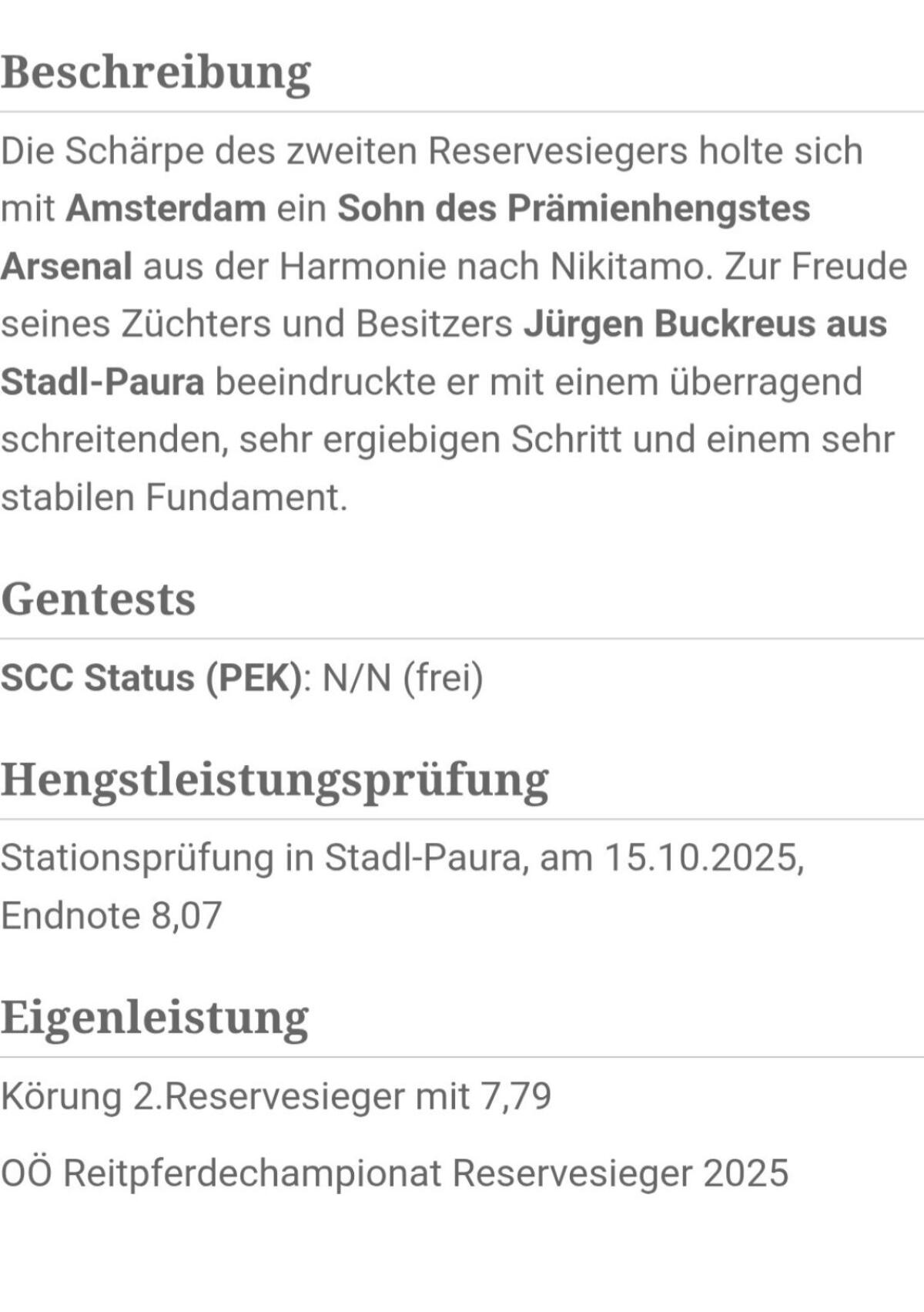 Haflinger Deckhengst Amsterdam-JB 2