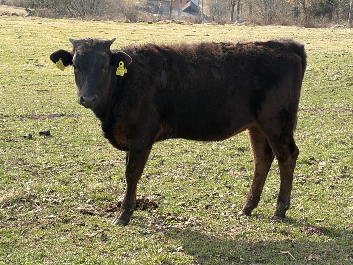 Bio-Wagyu-Rinder 2