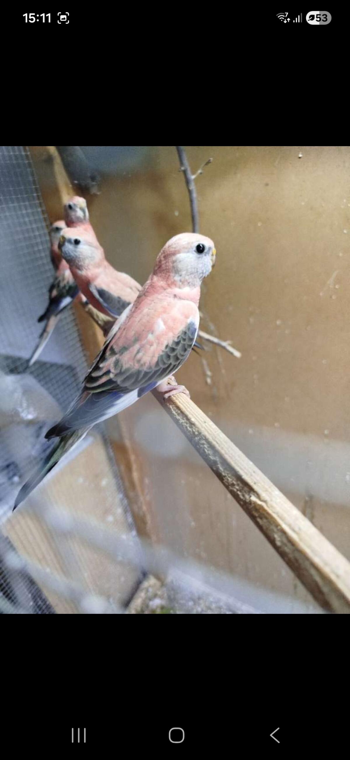 Pfaue und Vögel 3
