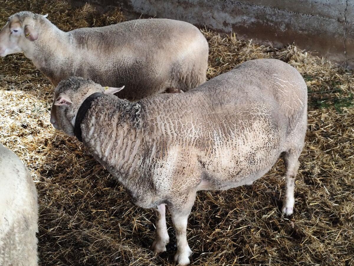 Merino Zuchtwidder 3