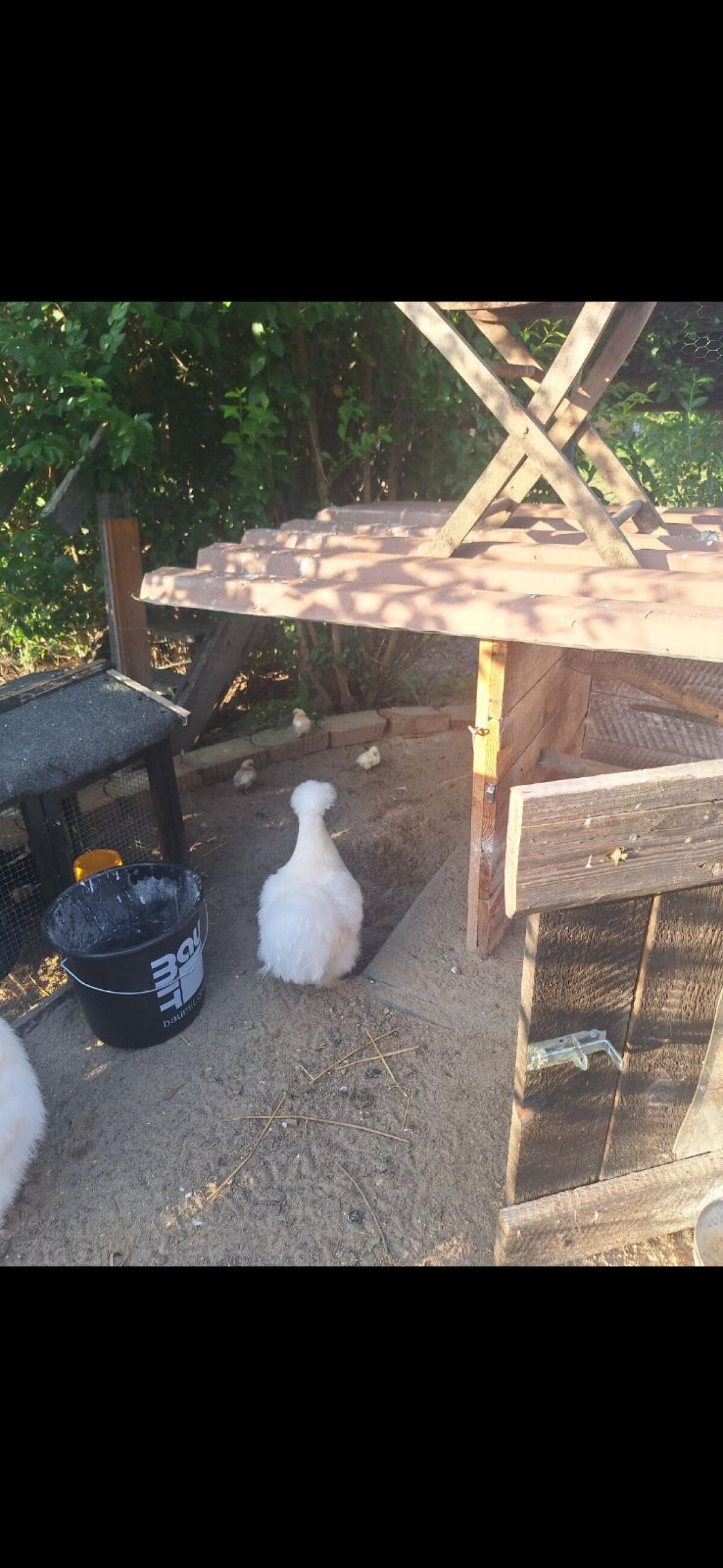 Bruteier Seidenhuhn 3