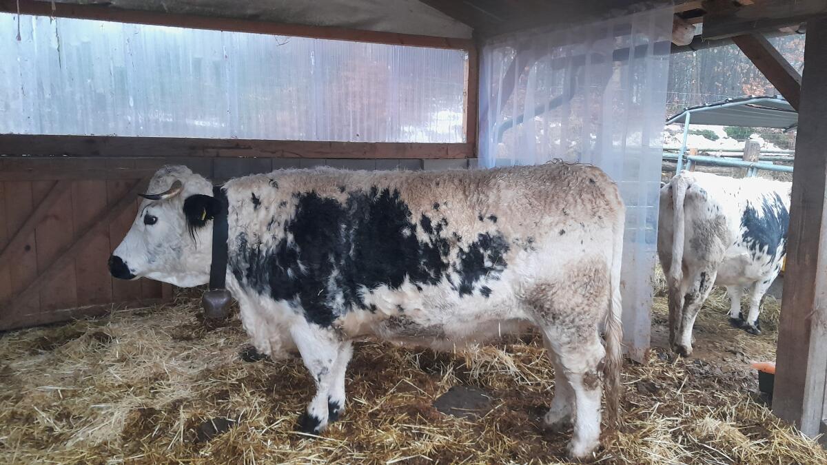 Pustertaler Sprinzen 2