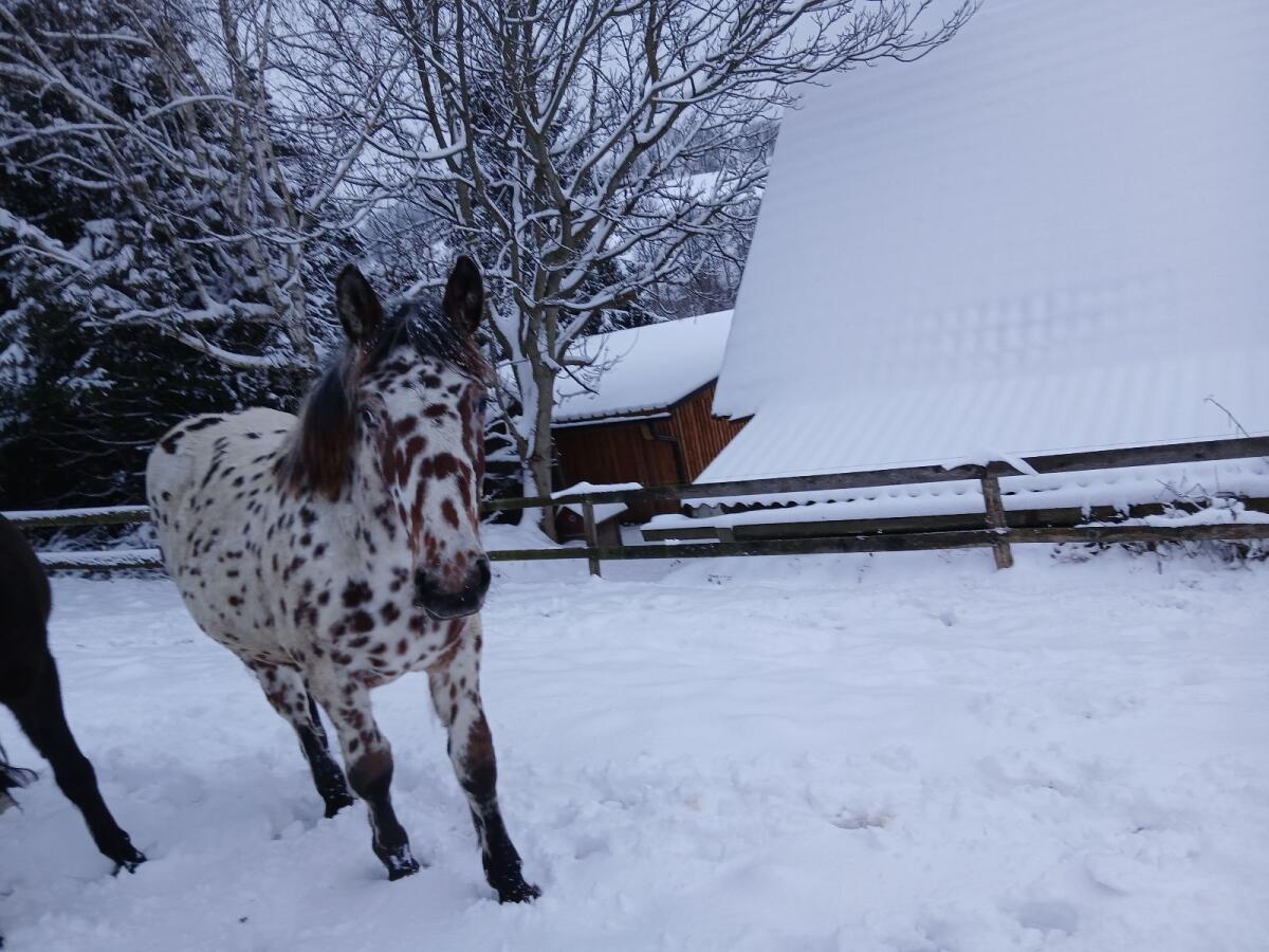 Tiger Jährlingshengst 3