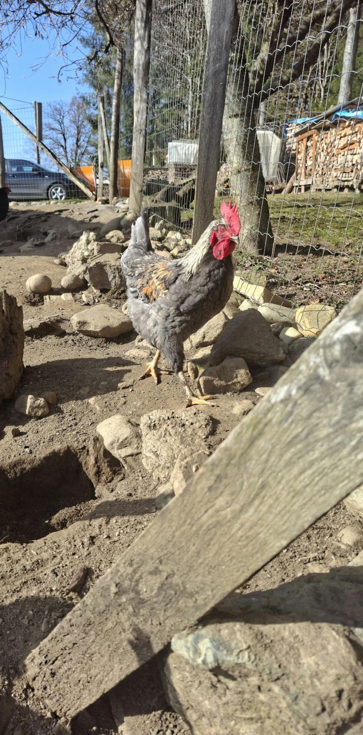 Junger Hahn, Junghähne 3