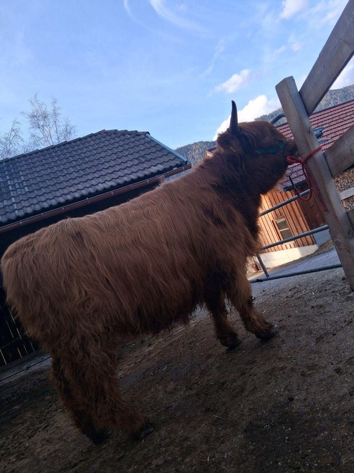 Hochlandrind Bio Kalbin 3
